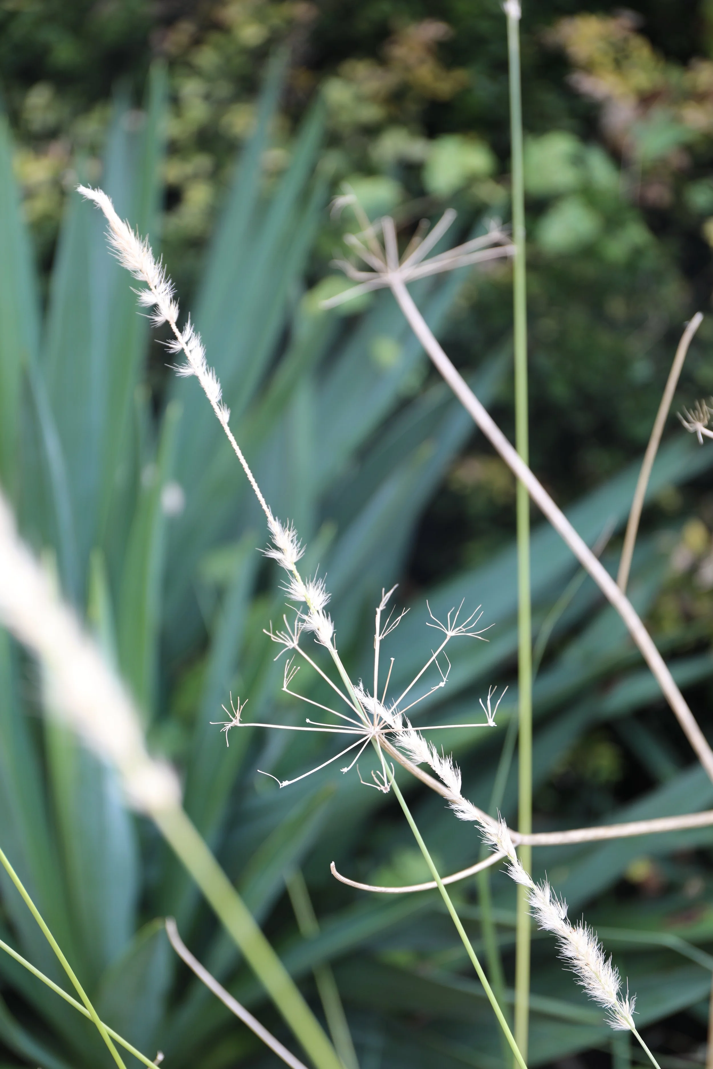 Close-up of tall grass or weeds with feathery seed heads, set against a background of green foliage.