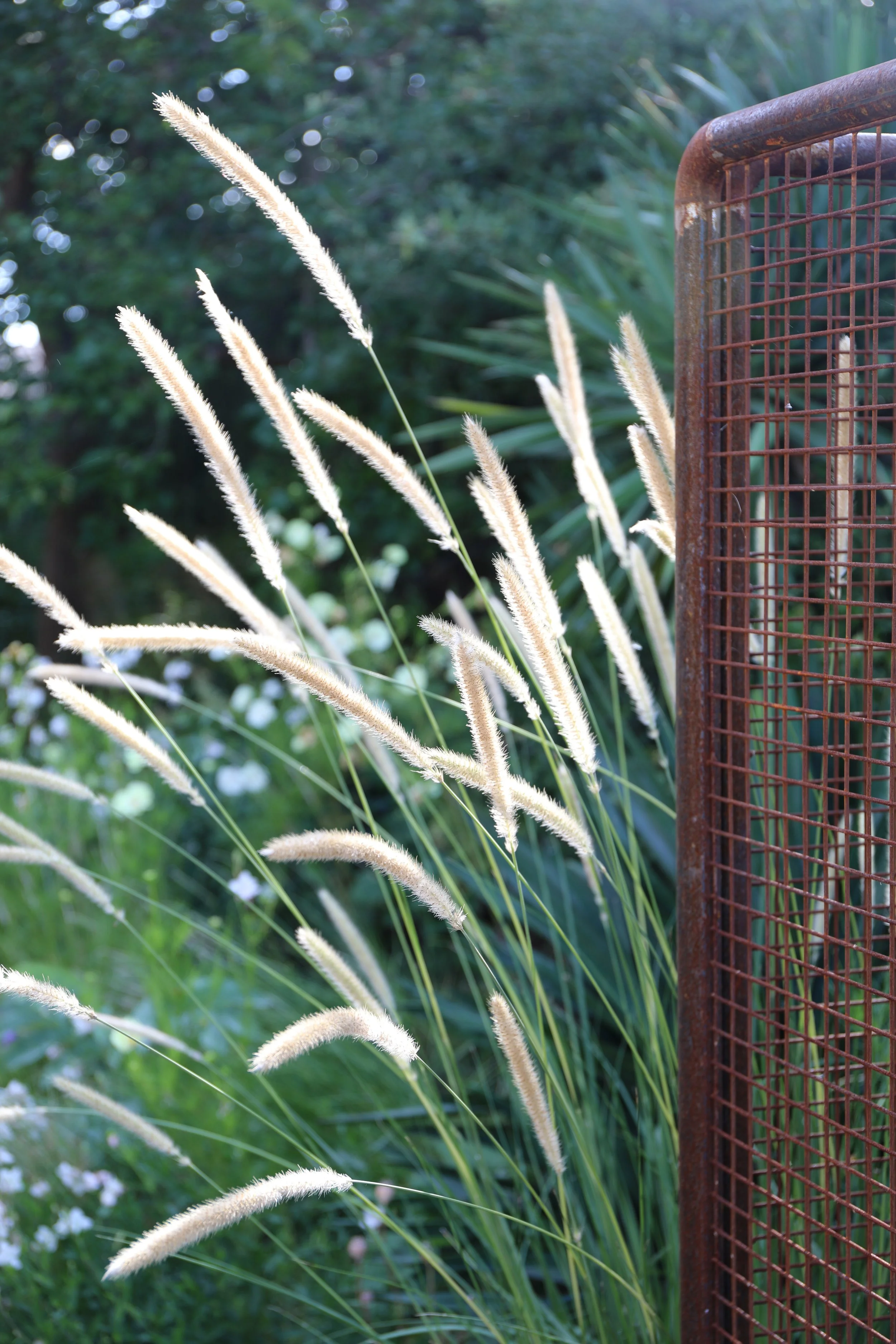 Tall, white, feathery grass plants outdoors adjacent to a rusty metal fence with greenery in the background.