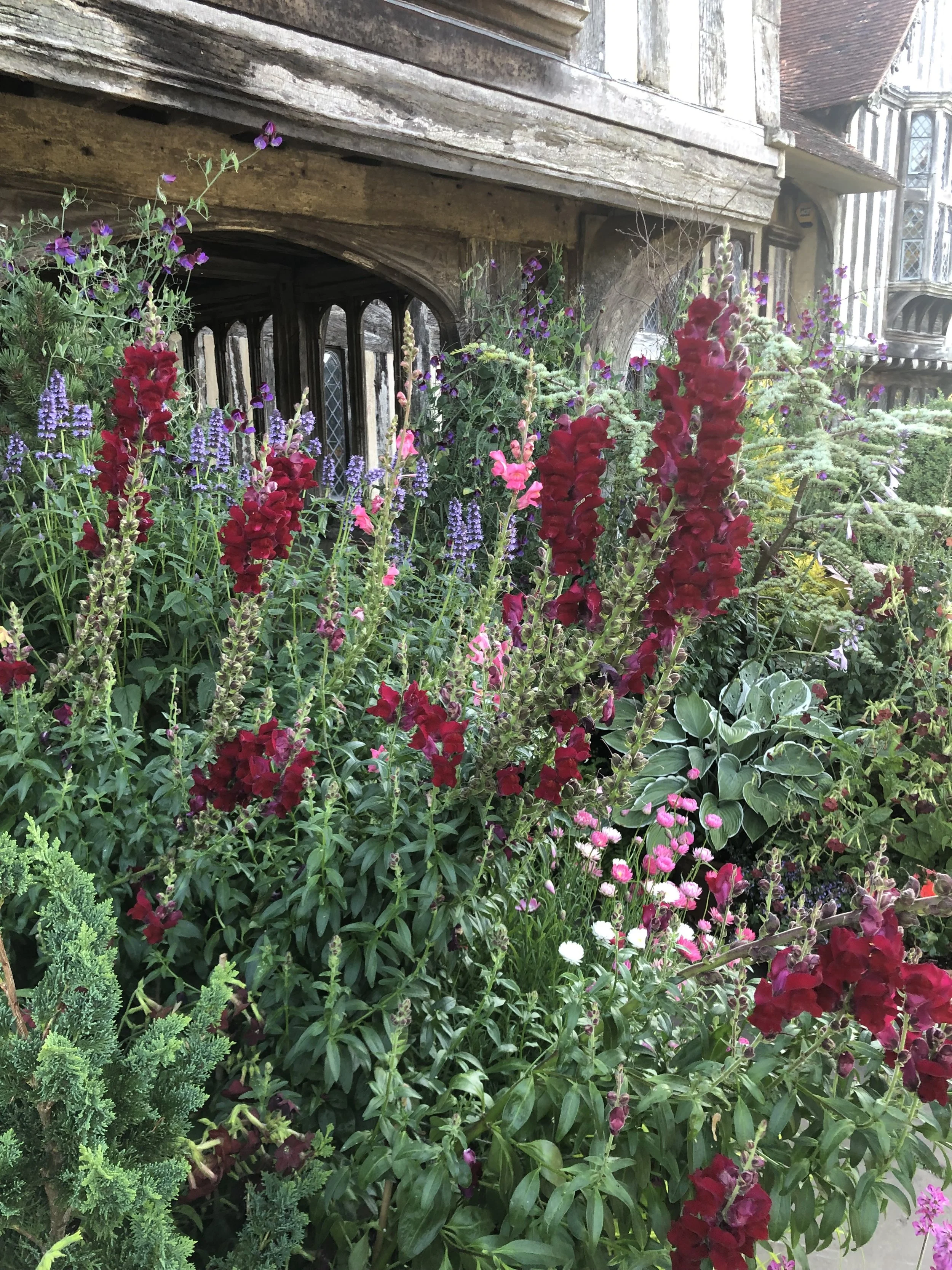 A lush garden with tall red and purple flowers in front of a historic-looking wooden house with stone and wood details.