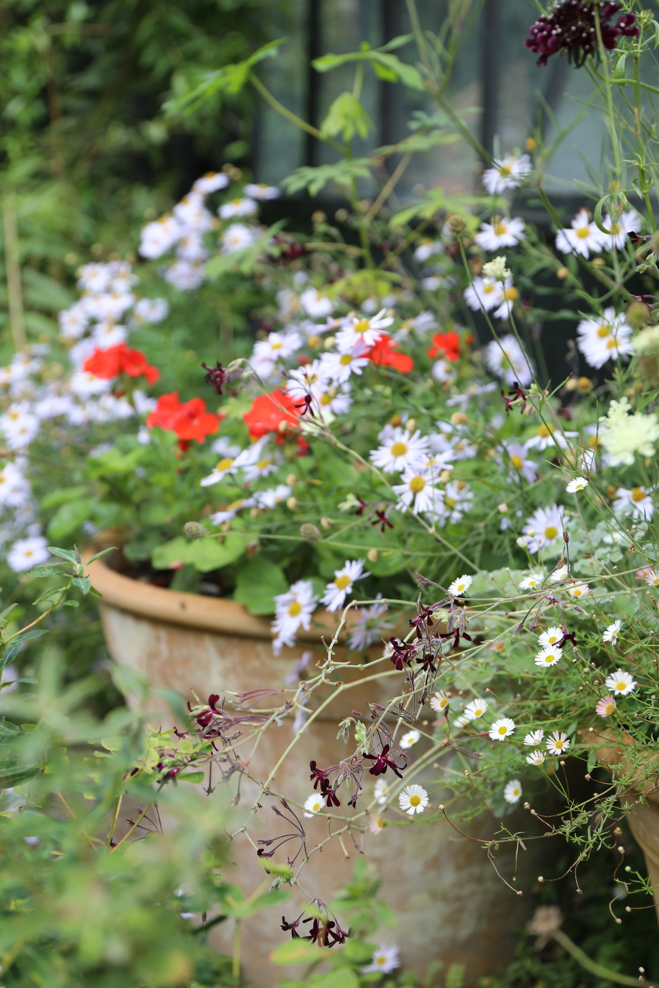 A close-up of a flower pot filled with blooming red, white, and dark purple flowers in a garden setting.