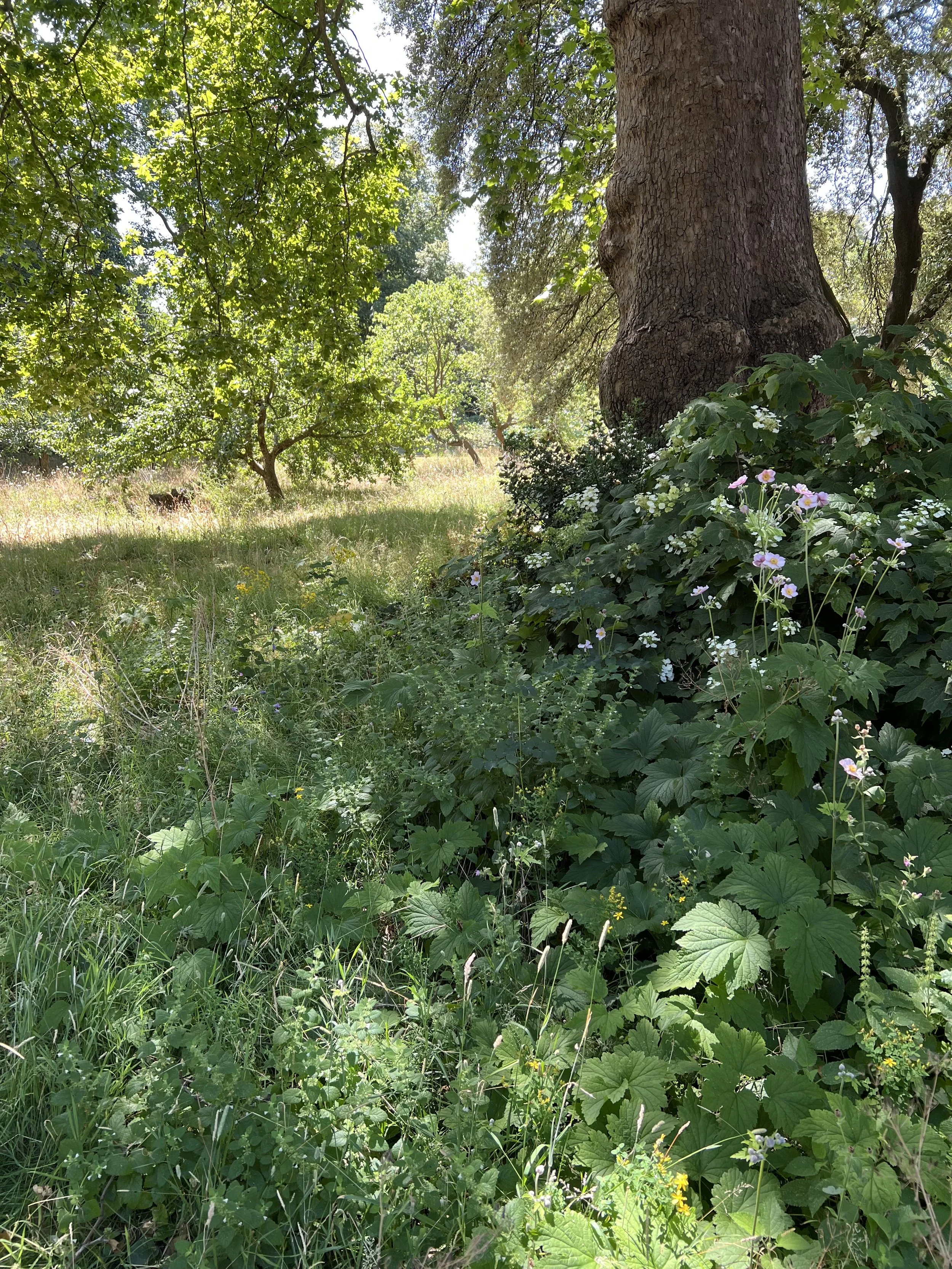 Sunlit forest scene with tall trees, green foliage, and wildflowers on the forest floor.
