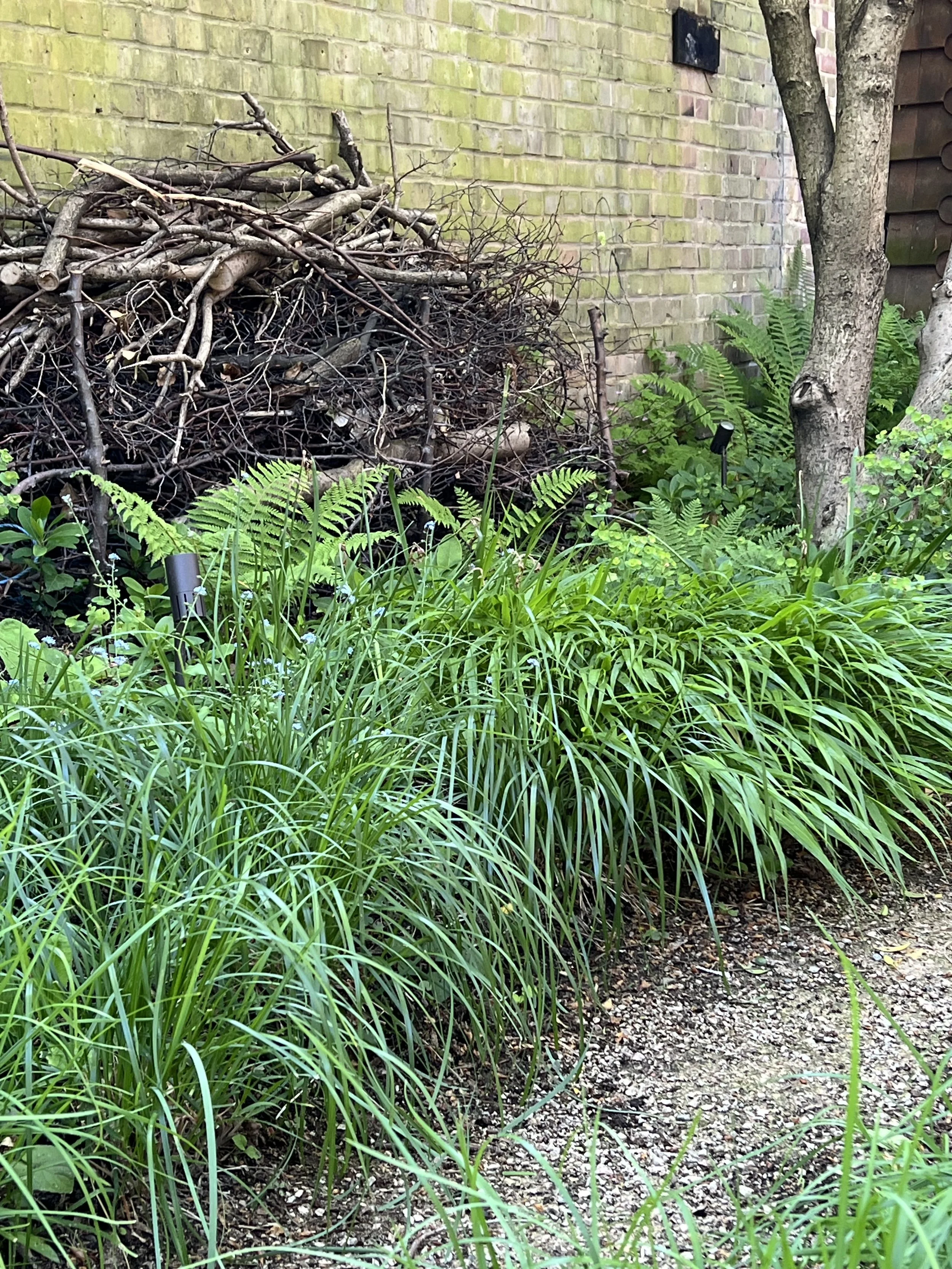 A garden with green grass, plants, a tree, and a pile of sticks and branches against a brick wall.