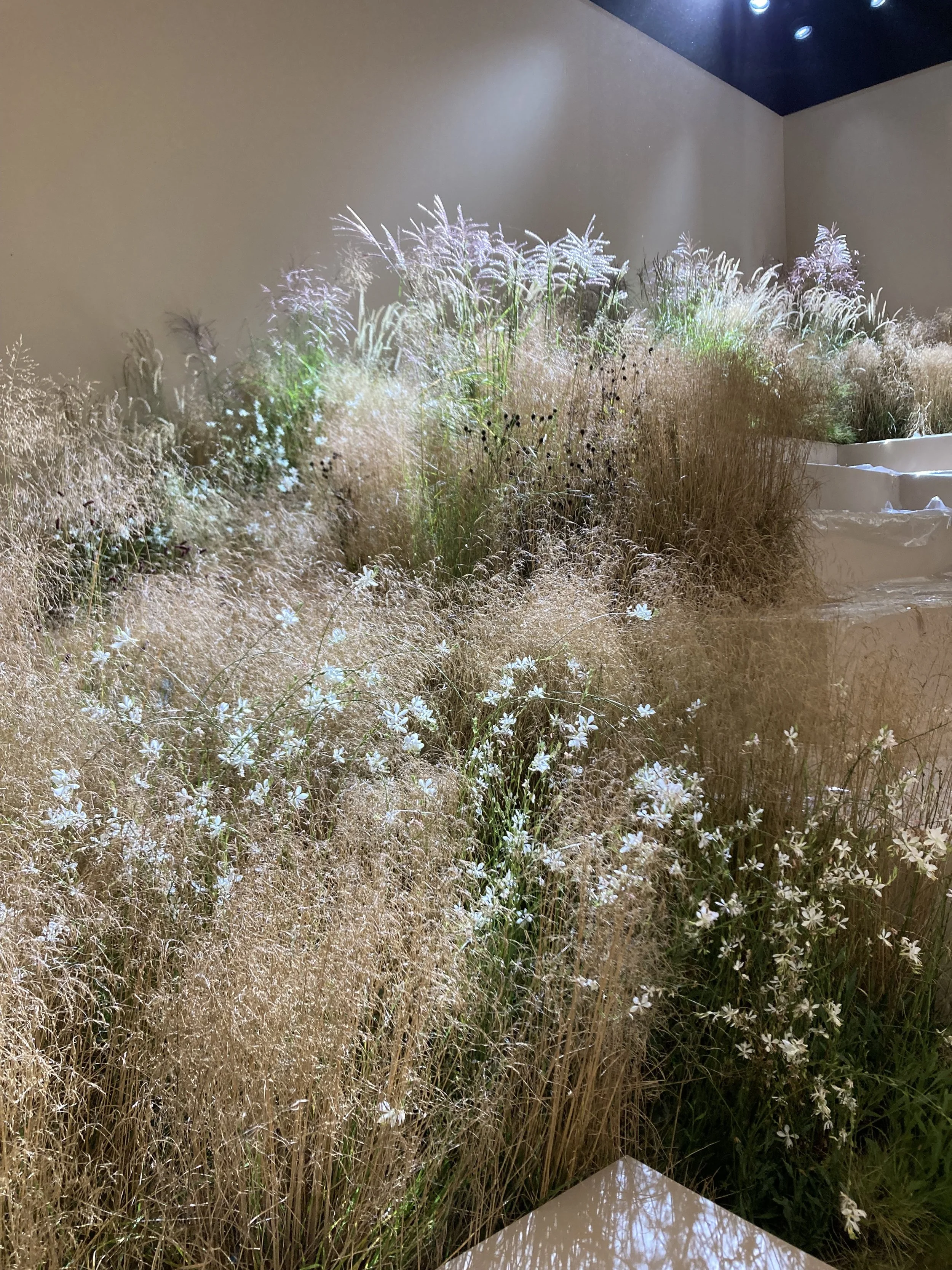 A diorama with dried grasses and white flowers, illuminated with spotlights, arranged on a layered white platform in a gallery setting.