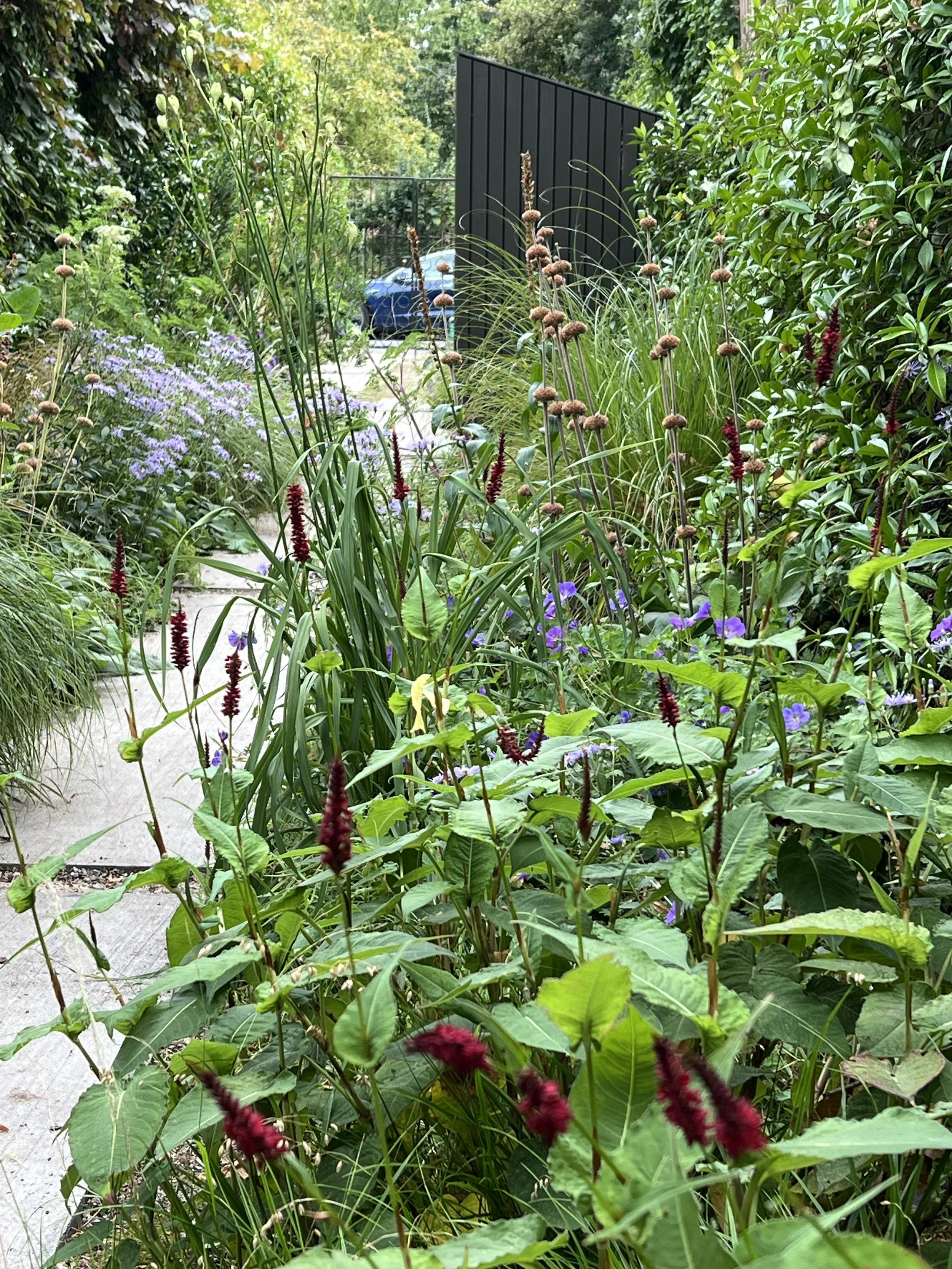 A lush garden with a concrete pathway, various green plants, purple, red, and yellow flowers, and a black metal fence in the background, with a blue car visible beyond the fence.