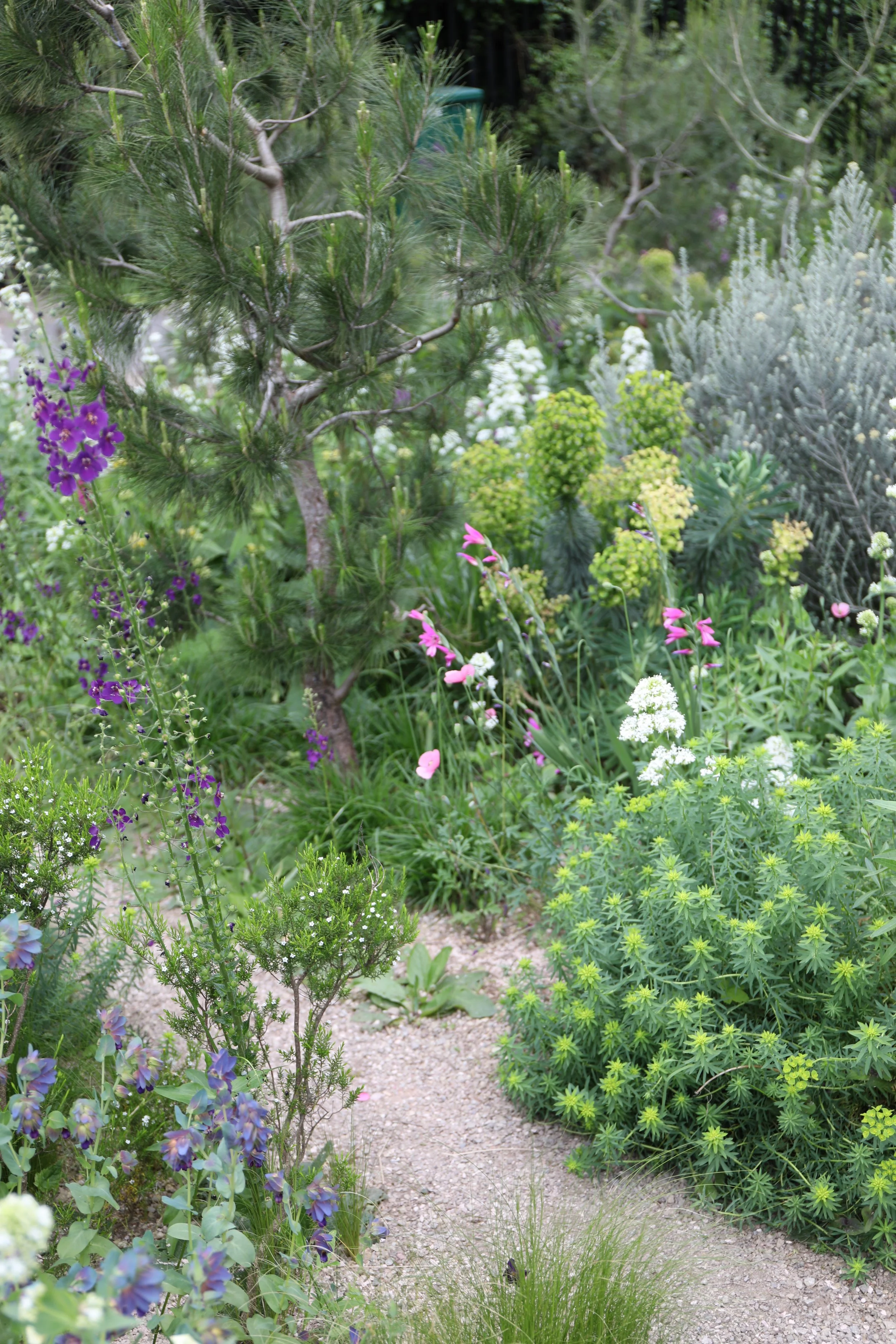 A lush garden pathway surrounded by various green plants and colorful flowers, including purple, pink, white, and blue blossoms.