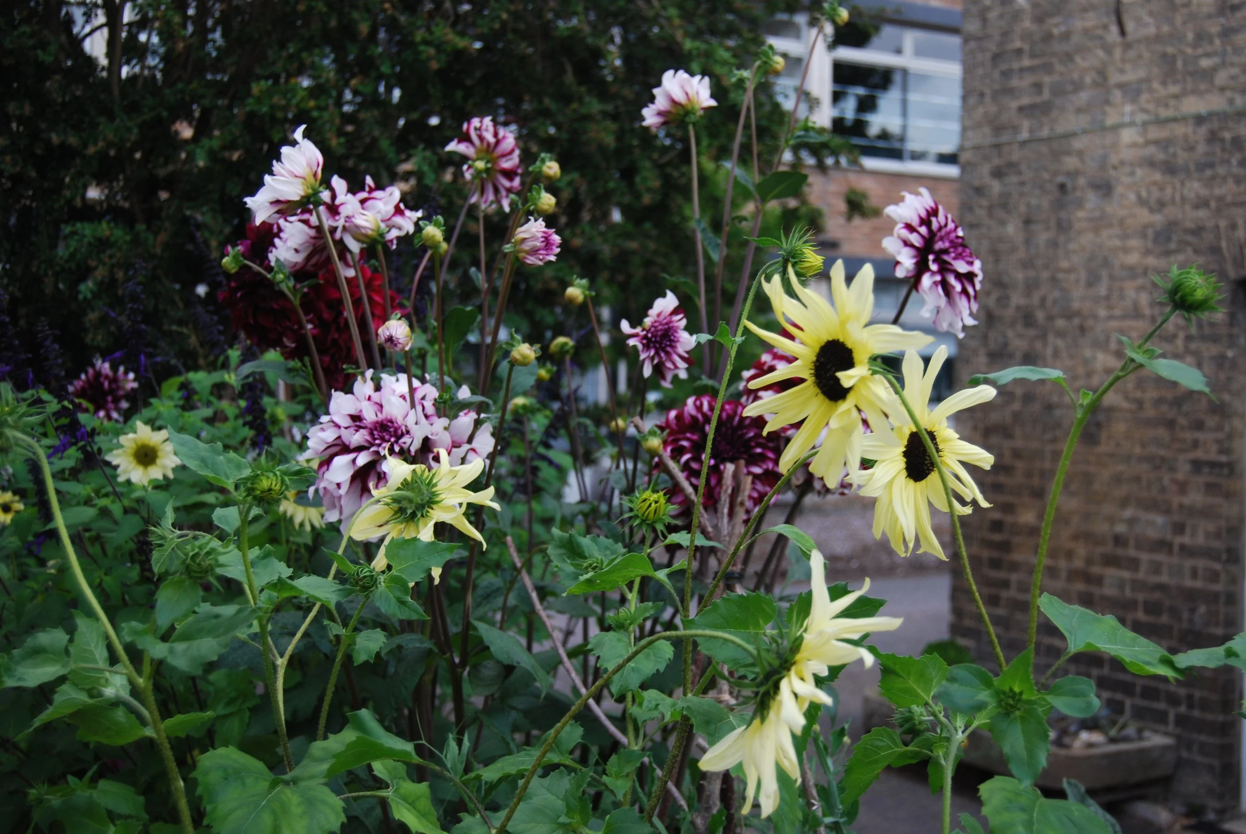 A garden with various colorful flowers, including yellow daisies and pink and white dahlias, in front of a brick building and greenery.