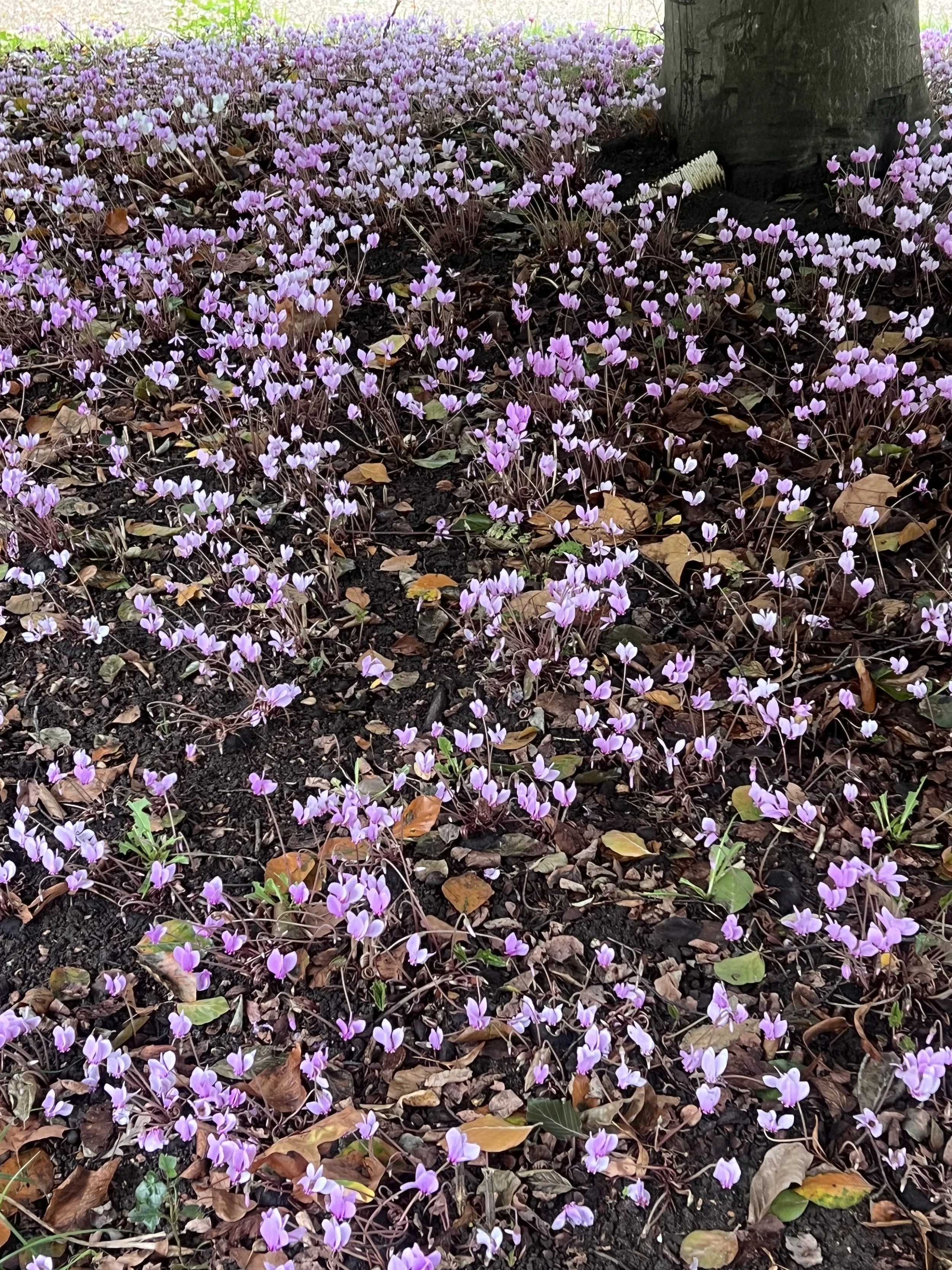A ground cover of pink and purple flowers with some fallen brown leaves, a tree trunk, and a small white garden ornament in the background.