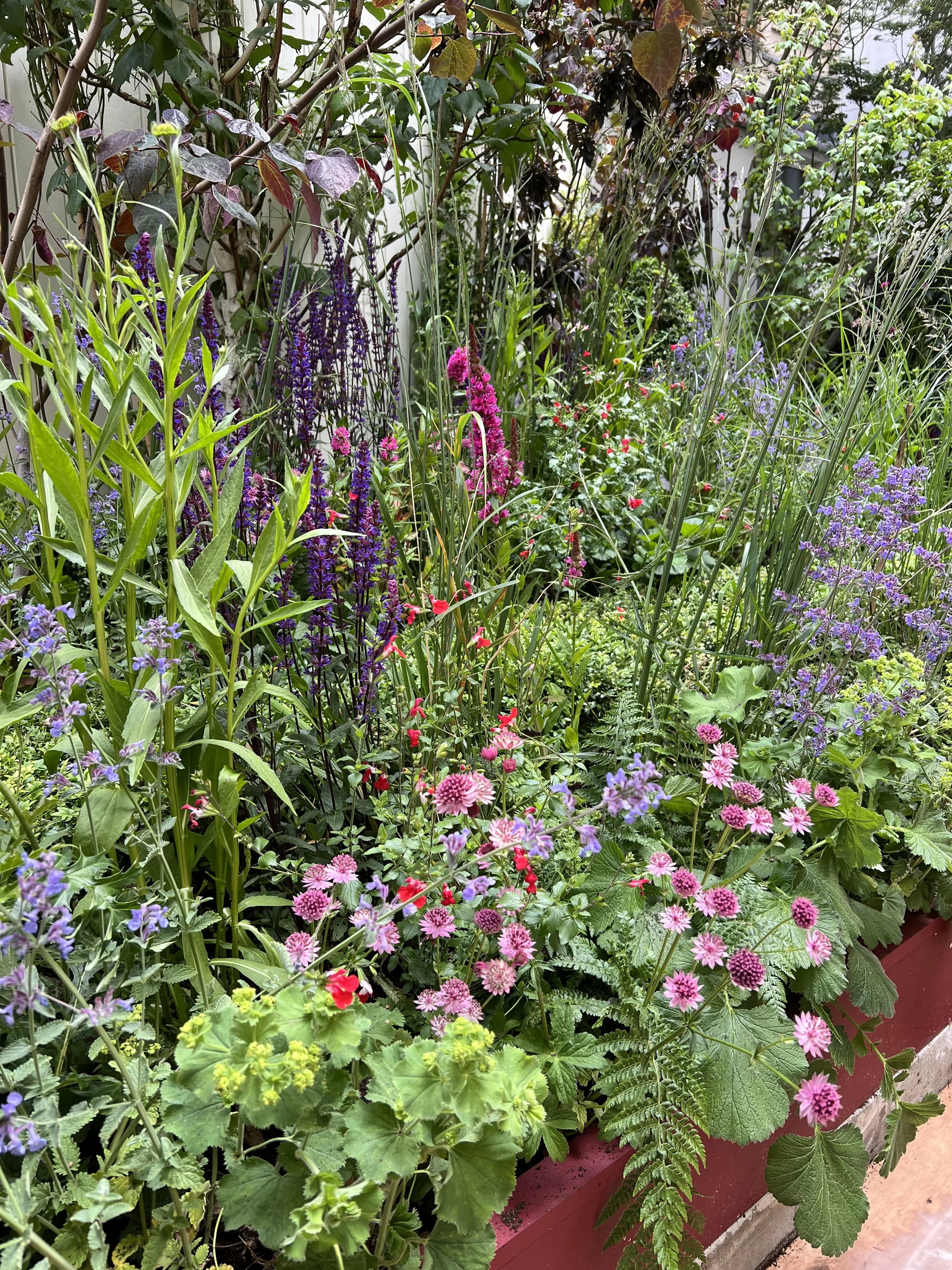 A lush garden with various colorful flowers and green foliage, including purple, pink, and red blossoms.