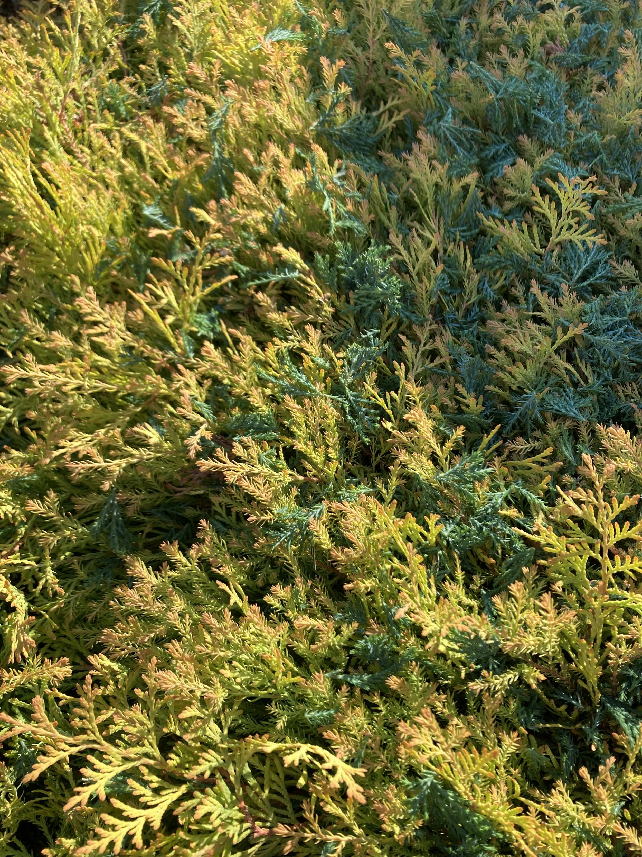 Close-up of green and yellow fern-like plants.