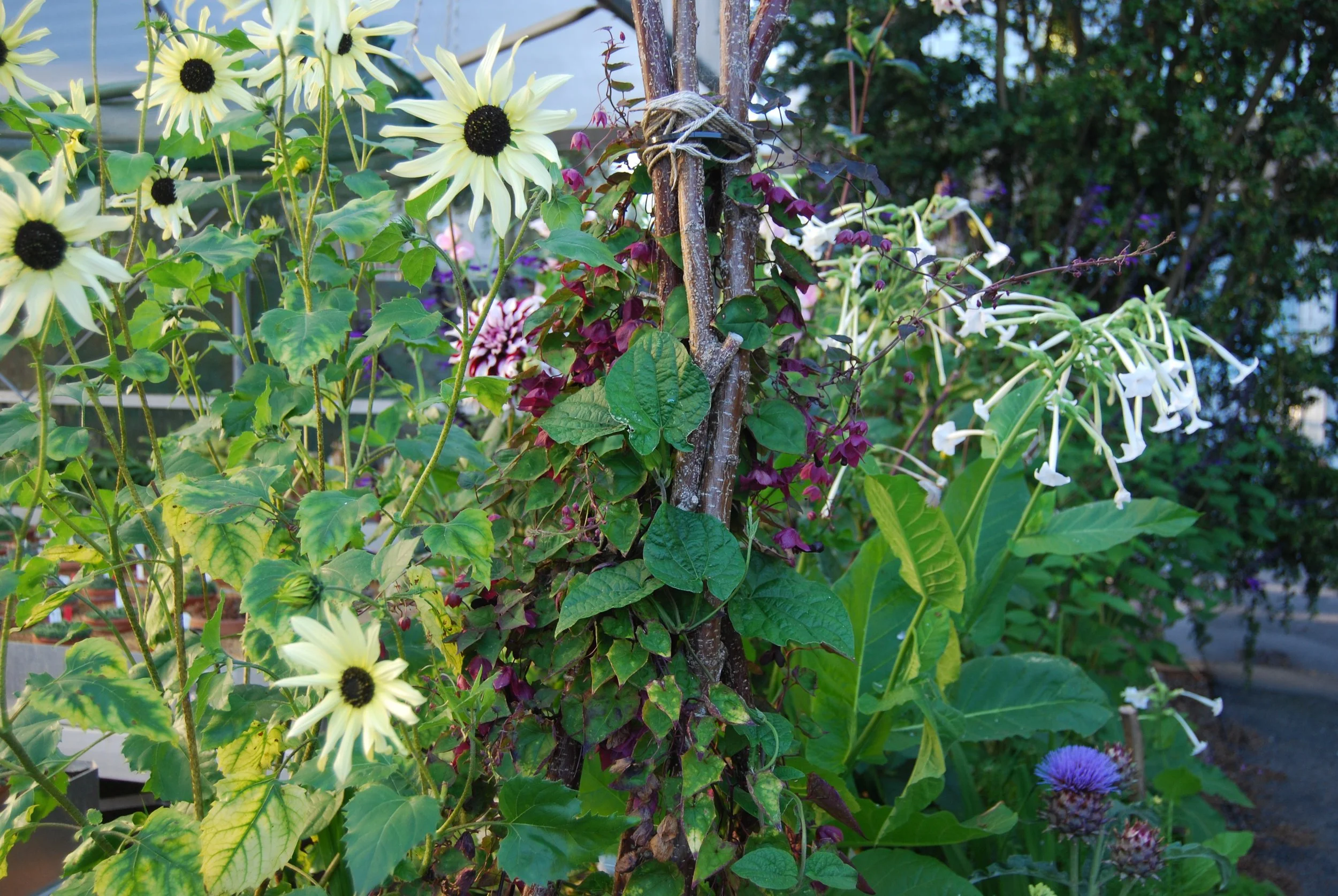 Various flowering plants and climbing vines growing around a wooden post in a garden, including black-eyed Susan flowers, white trumpet-shaped flowers, purple thistle-like flowers, and green foliage.