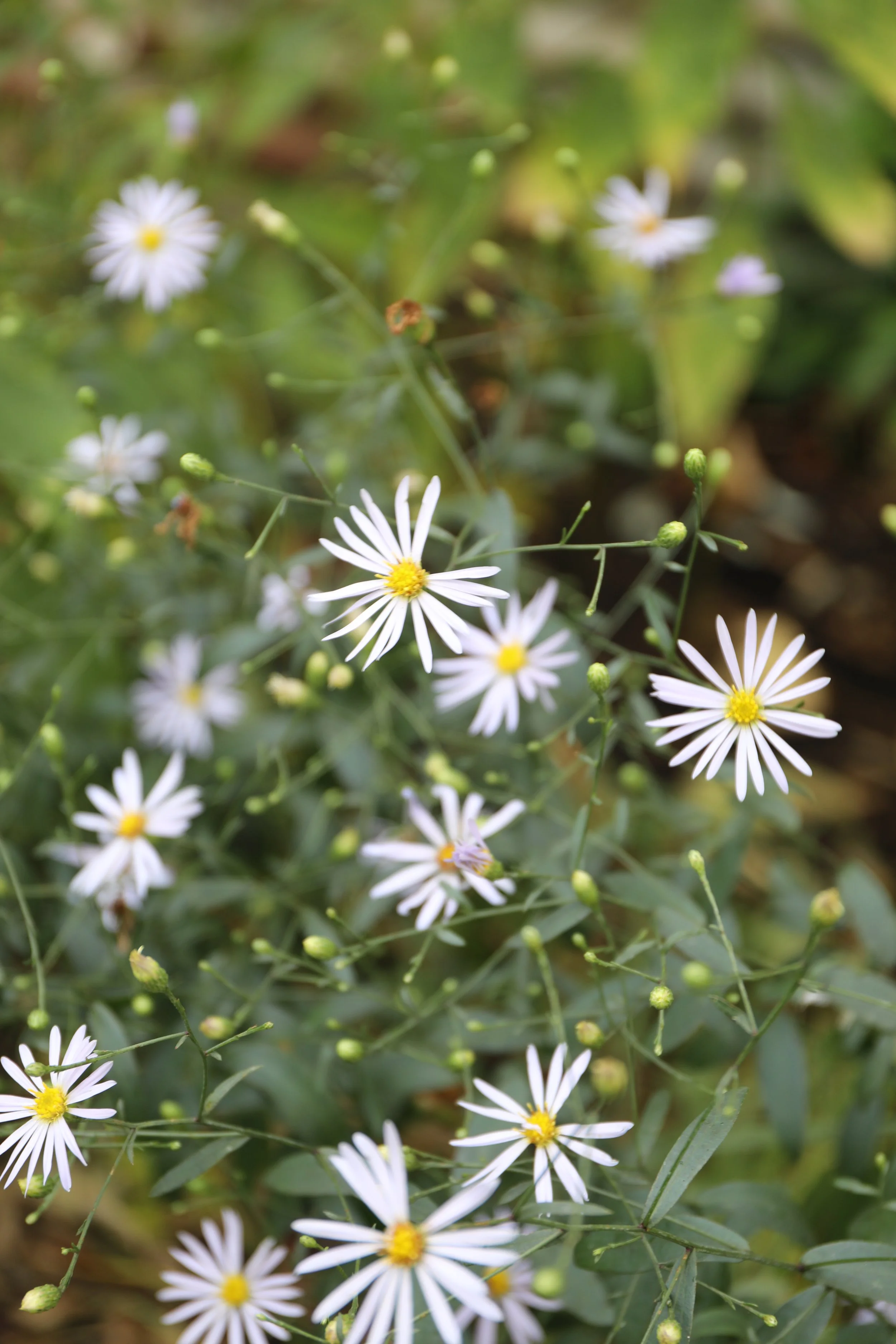 A cluster of small white flowers with yellow centers, surrounded by green leaves and buds.