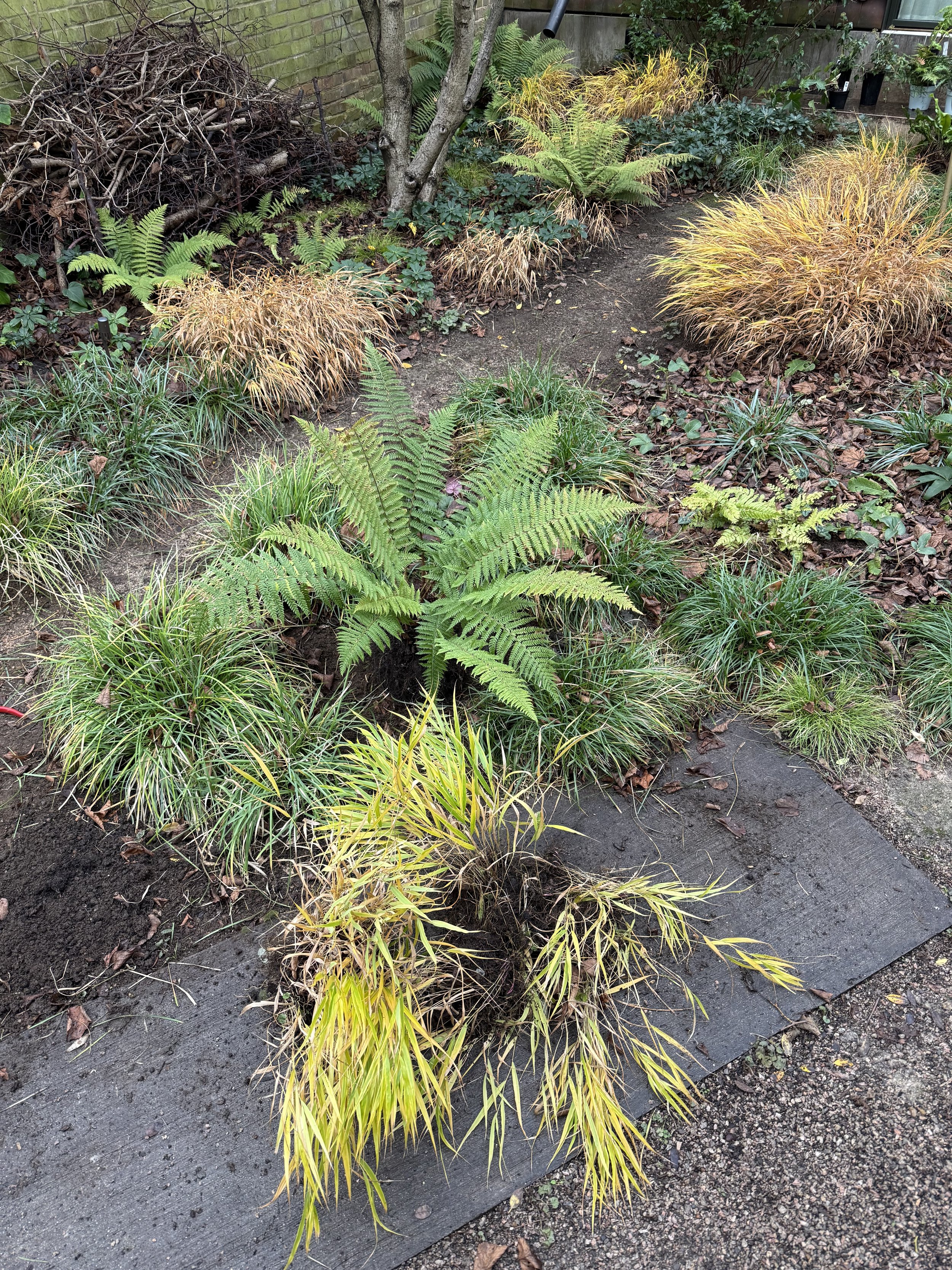 Garden bed with various green and yellow plants, ferns, and fallen leaves, bordered by a brick wall and patio area.