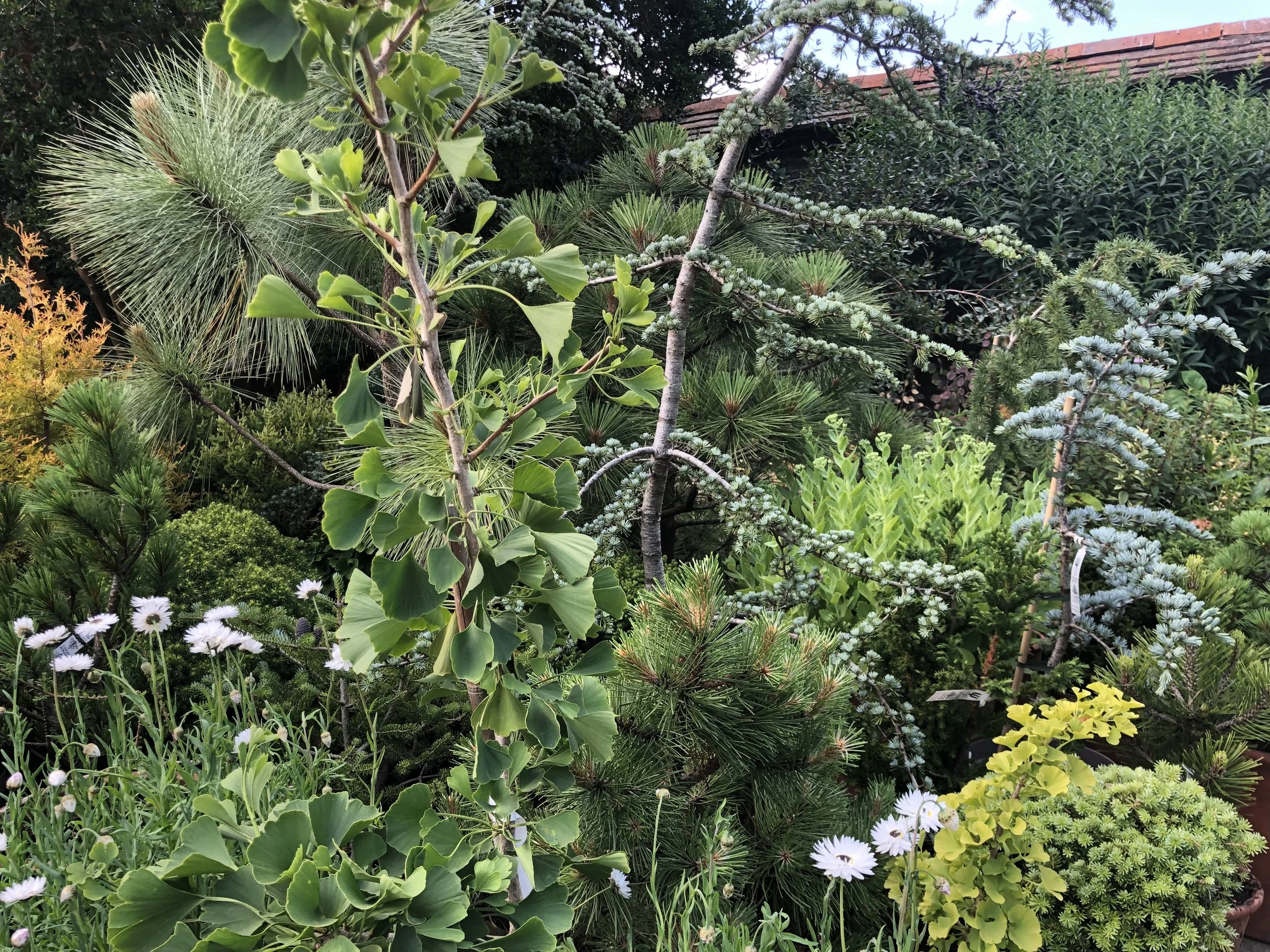 A lush garden with various green plants and trees, including pine, ginkgo, and other shrubs with white and yellow flowers.