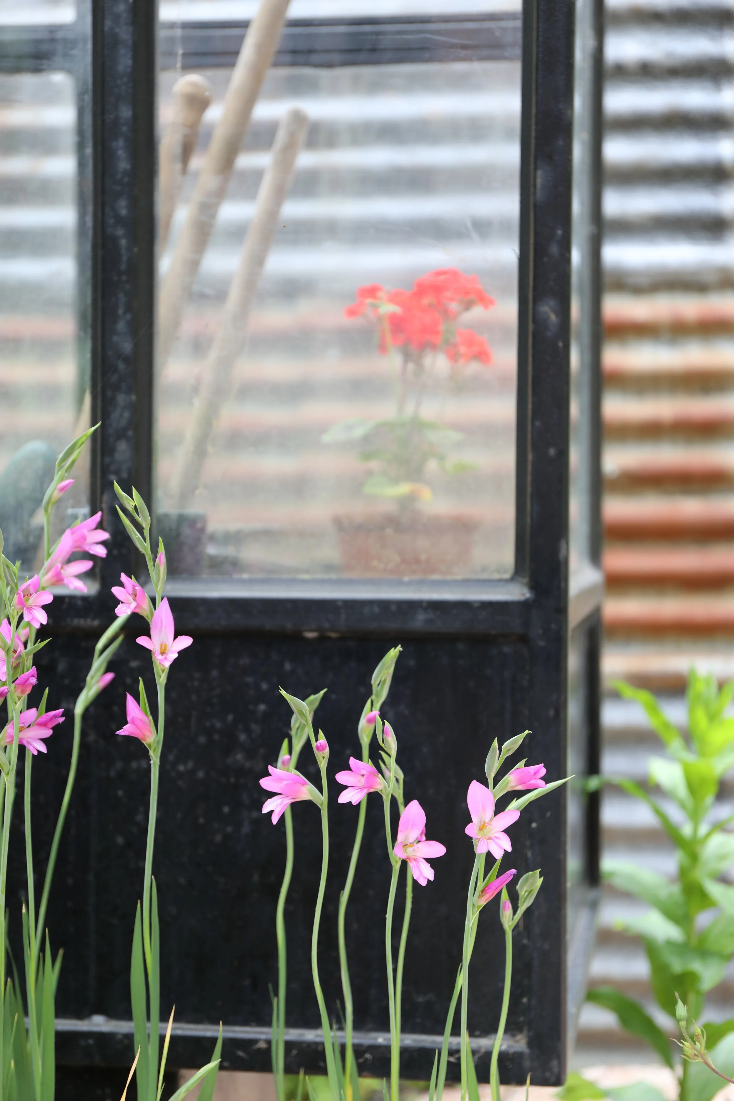 Pink and purple flowers in front of a glass lantern with a red flowering plant behind it on a wooden outdoor surface.