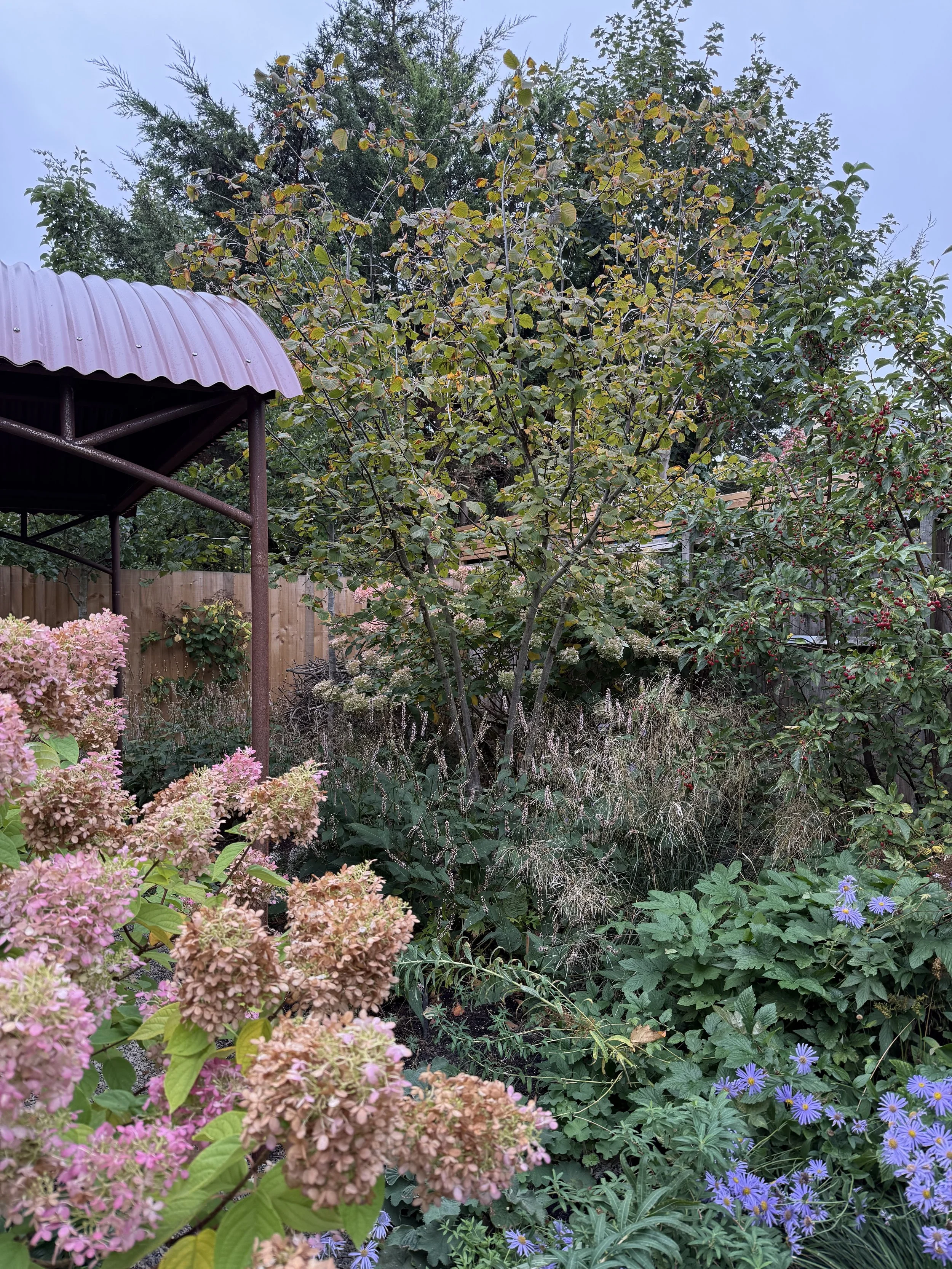 A garden scene with a variety of plants, including pink hydrangeas, purple asters, a small tree with yellowing leaves, and bushes with red berries, under a cloudy sky.