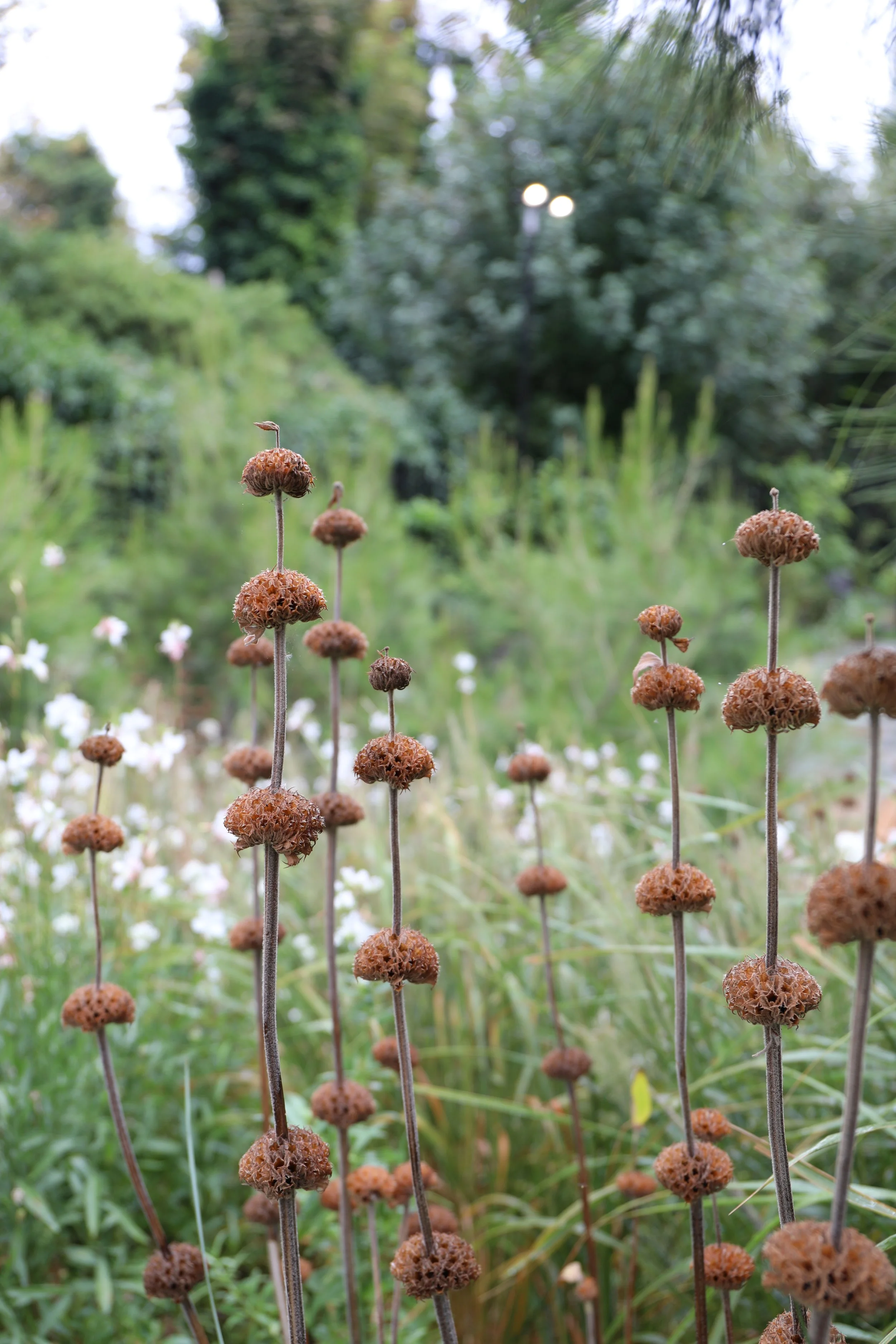 Dried brown flower stalks in a garden with blurred greenery and white flowers in the background.