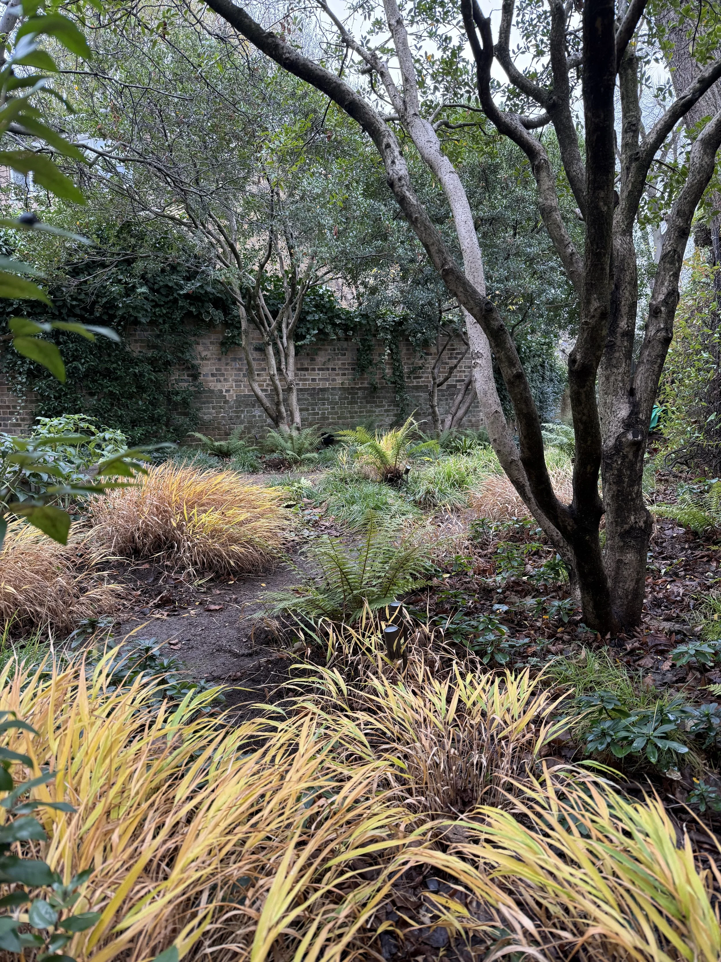 A small garden with a variety of green and yellow plants, trees, and bushes, enclosed by a brick wall.