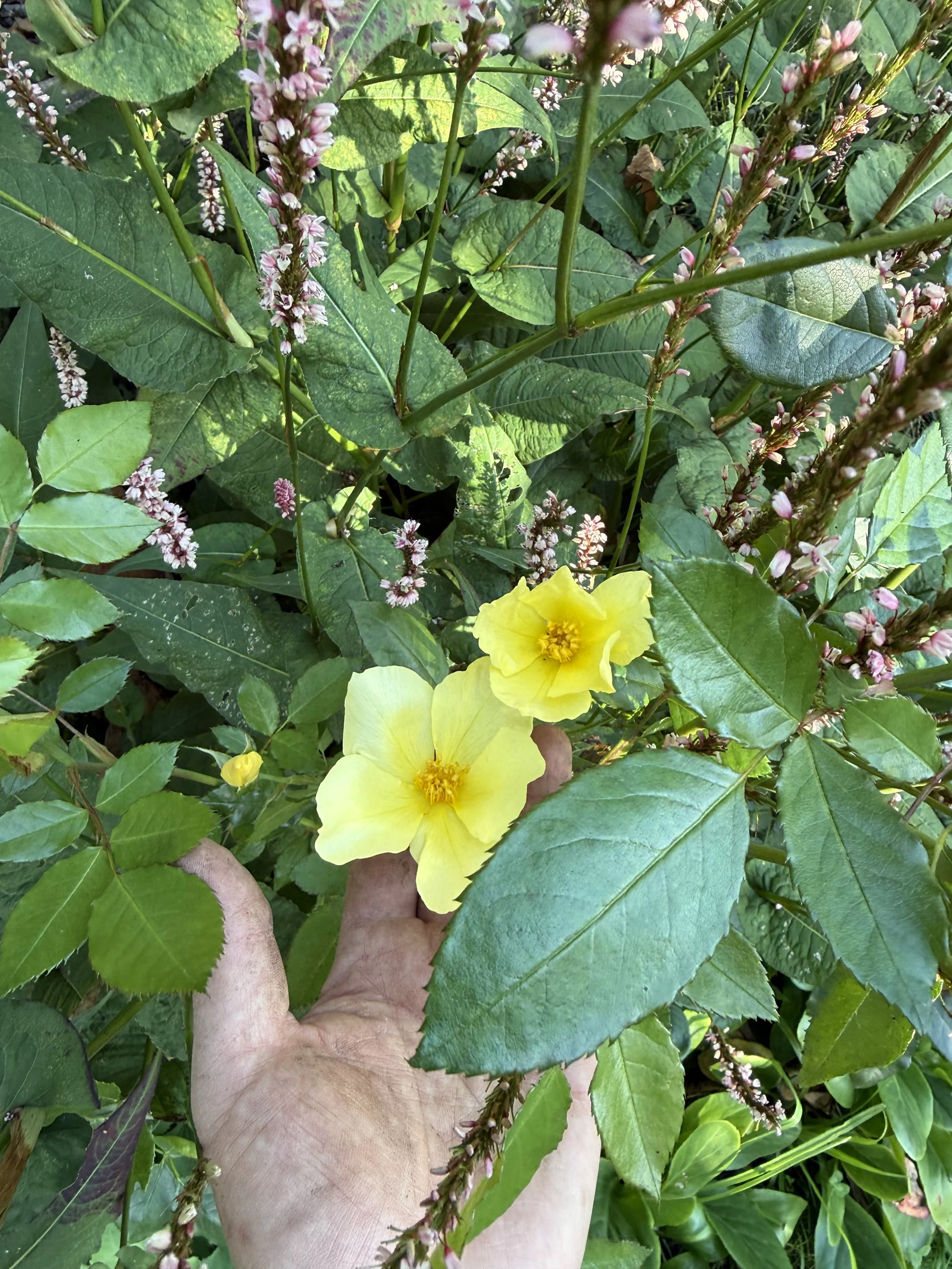 Close-up of a person’s hand holding two yellow flowers with lush green leaves and some pinkish flower spikes in the background.