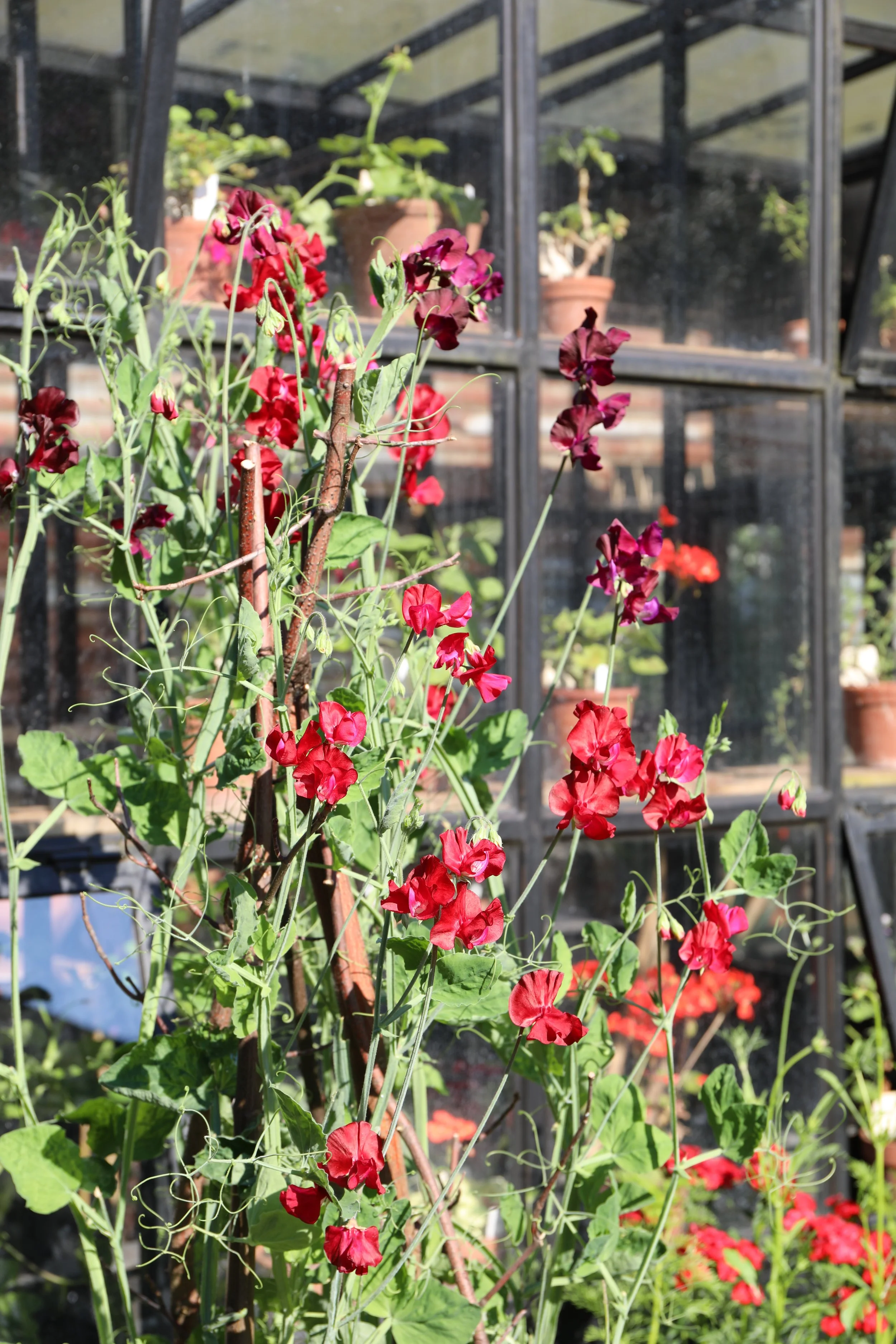 Red and purple flowering plants growing with a trellis in a greenhouse or garden, with other potted plants in the background.