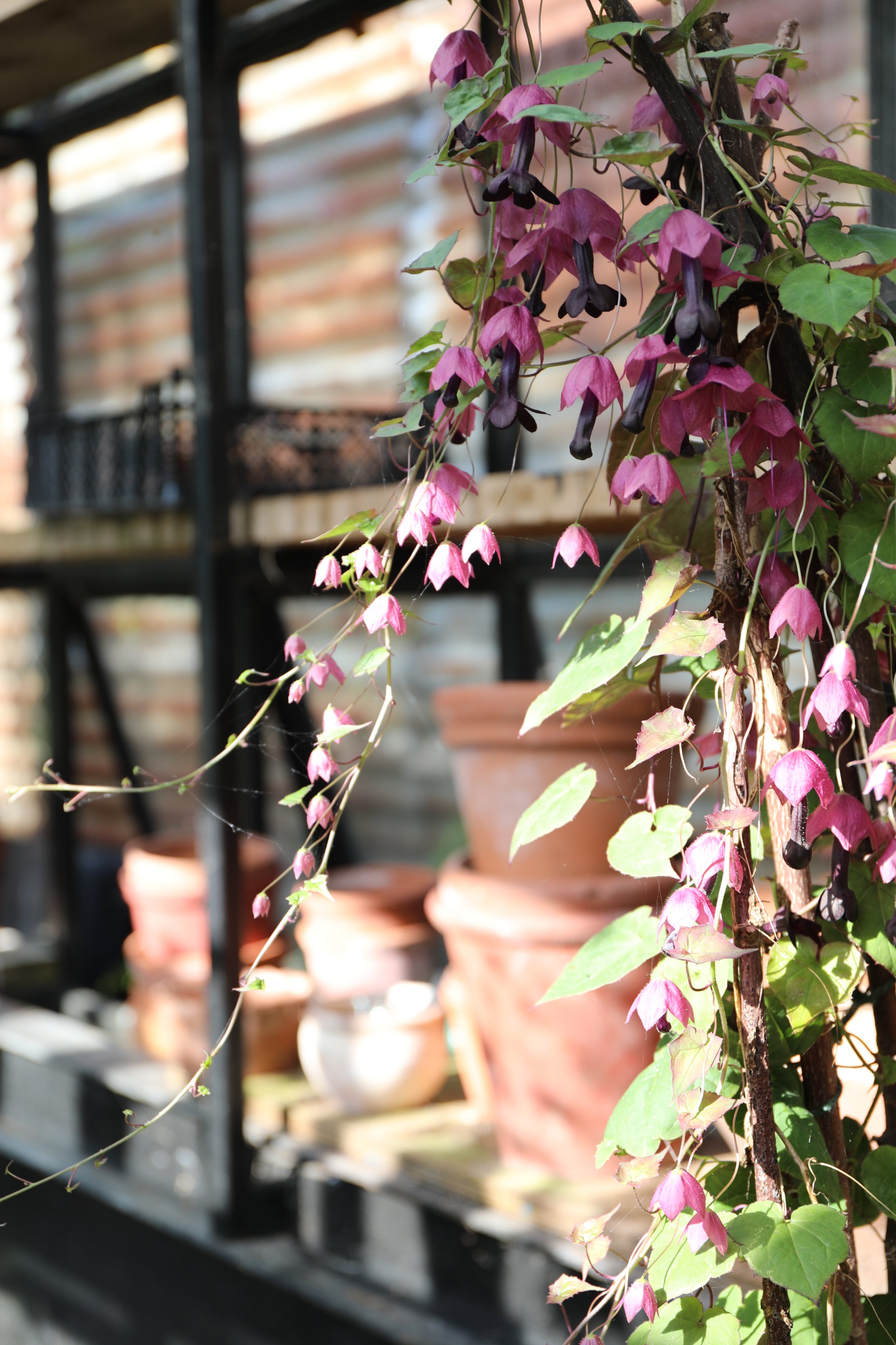Pink and purple flowering vine climbing a garden trellis in a greenhouse or garden shed with potted plants in the background.