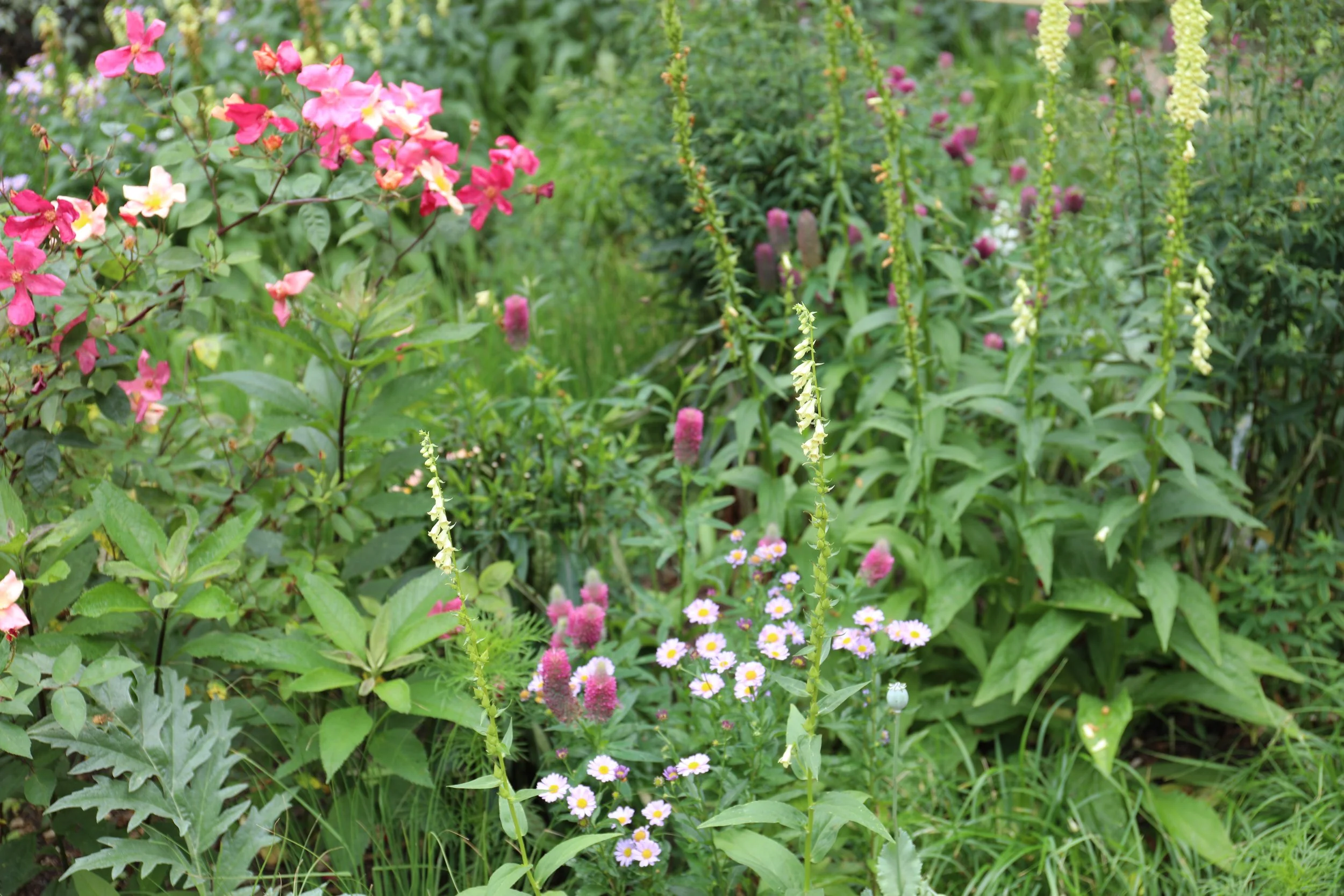 A lush garden with various pink, purple, yellow, and white flowers and green leafy plants.