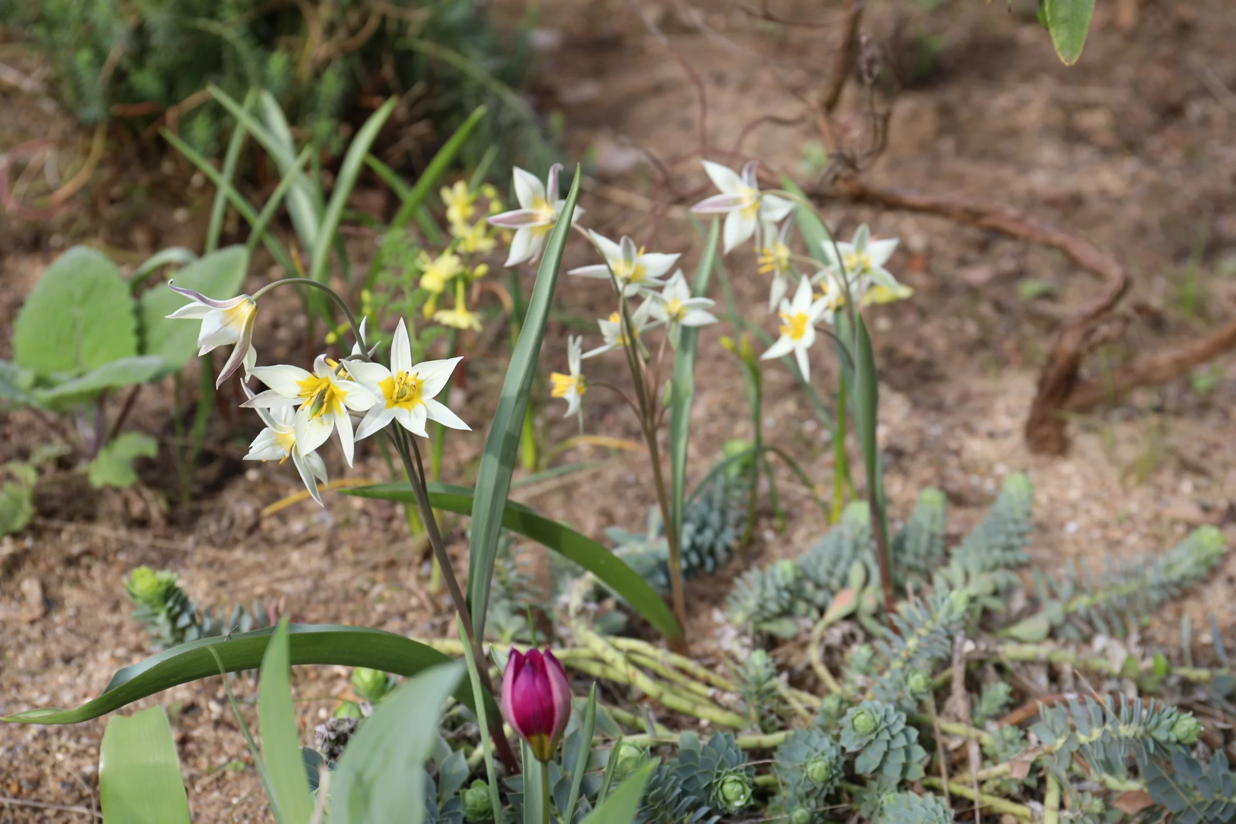 Close-up of various flowers growing in soil, including white flowers with yellow centers, a pink tulip, and succulent plants.