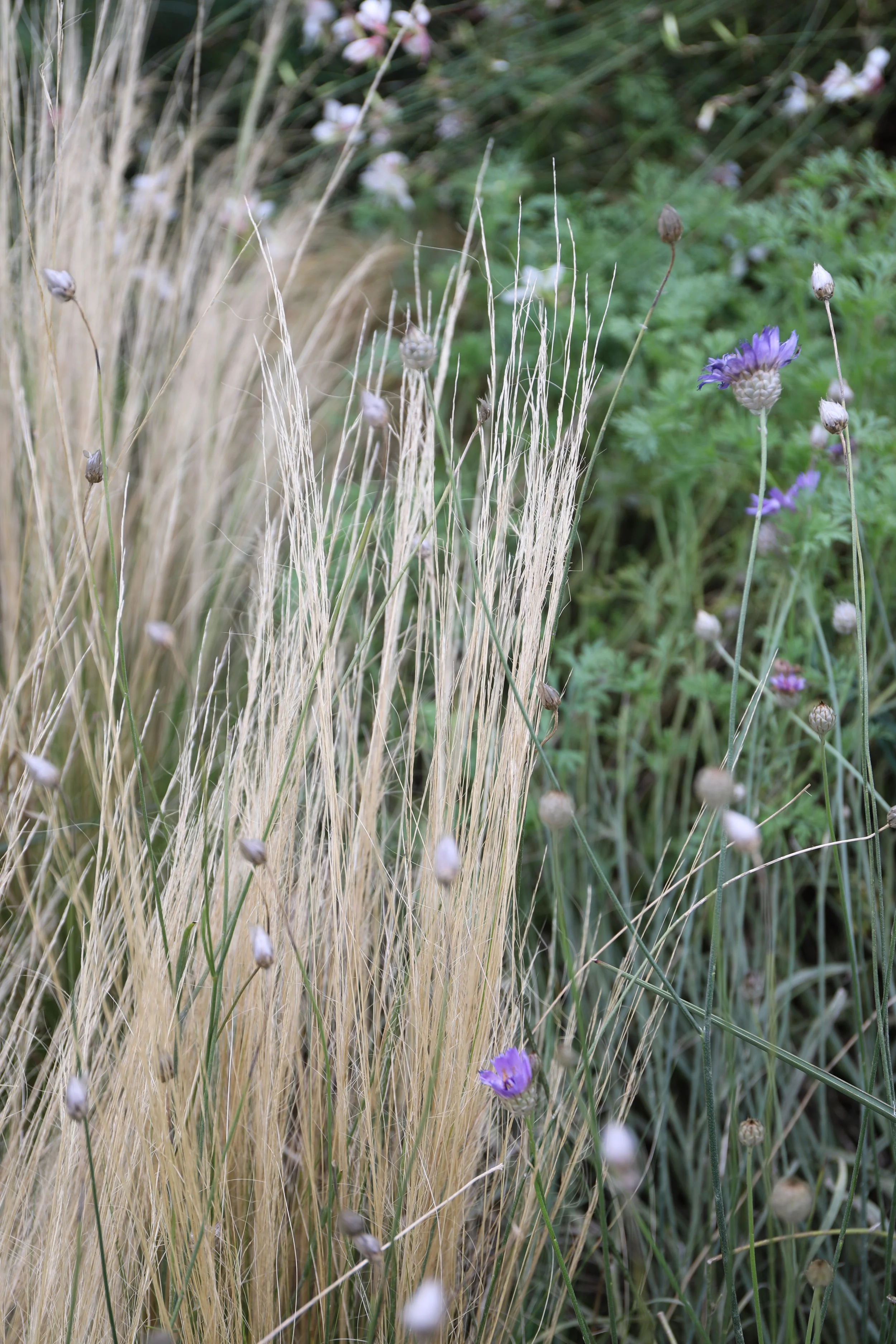 Close-up of dried beige ornamental grass with small purple flowers and green foliage in the background.