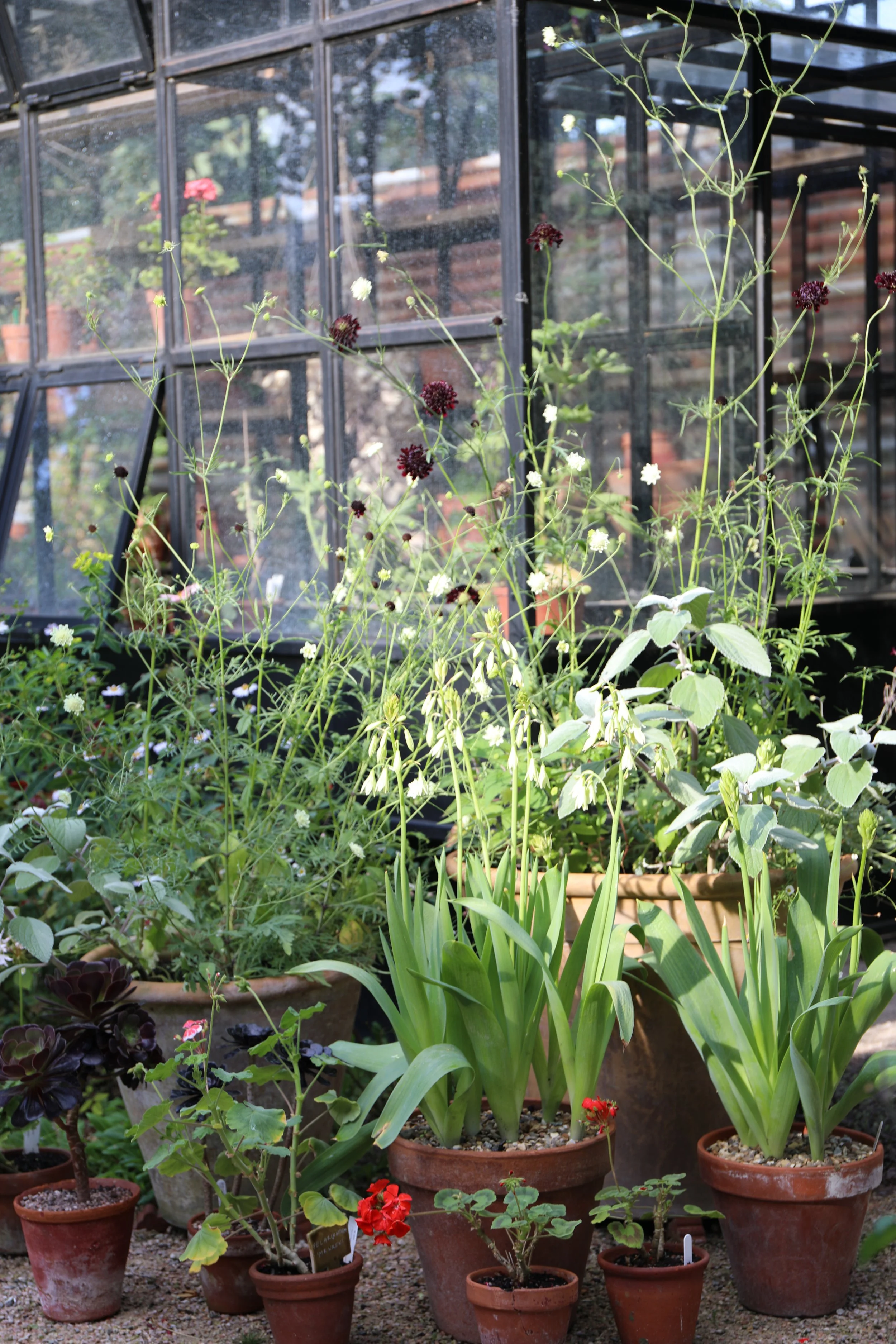 Potted plants inside a greenhouse. Various plants, including green leafy plants and flowering plants, are arranged on pots and the ground.