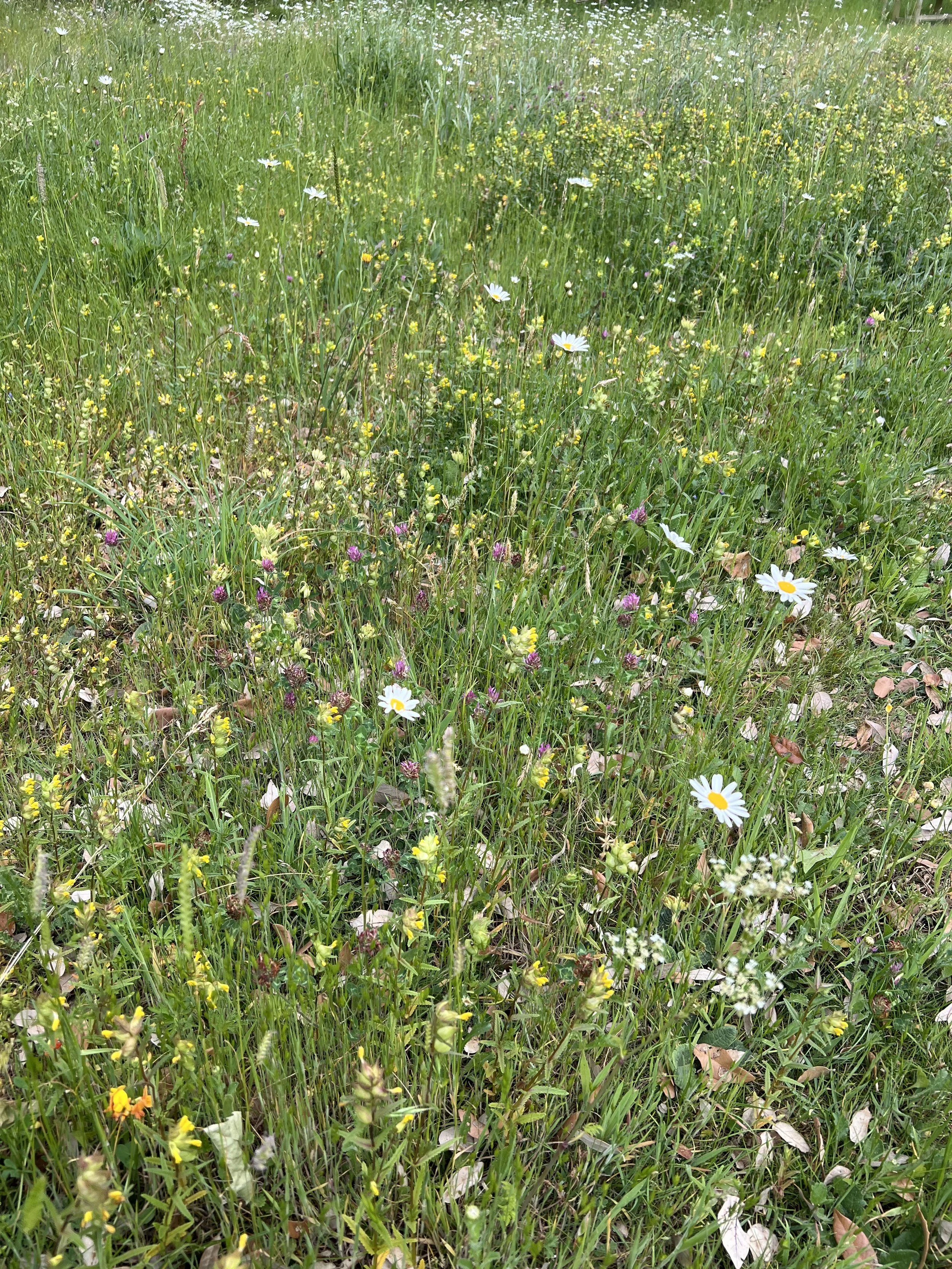A grassy field with various wildflowers, including white daisies and yellow blossoms.