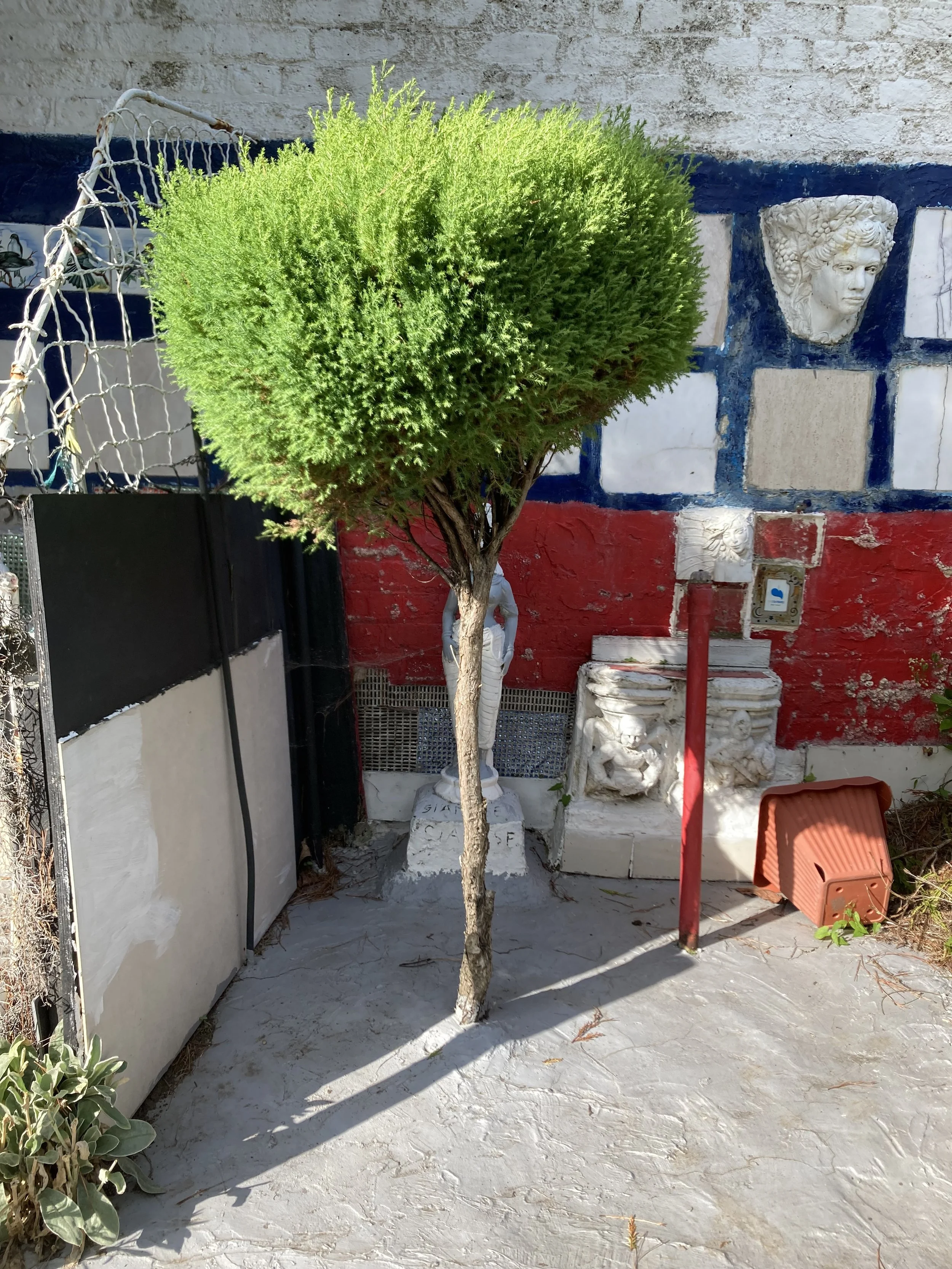 A small tree with a thick, bushy green top and a thin trunk growing on a concrete patio. In the background, there is a brick wall with decorative stone masks and sculptures, a red pole, and a red plastic container lying on its side.