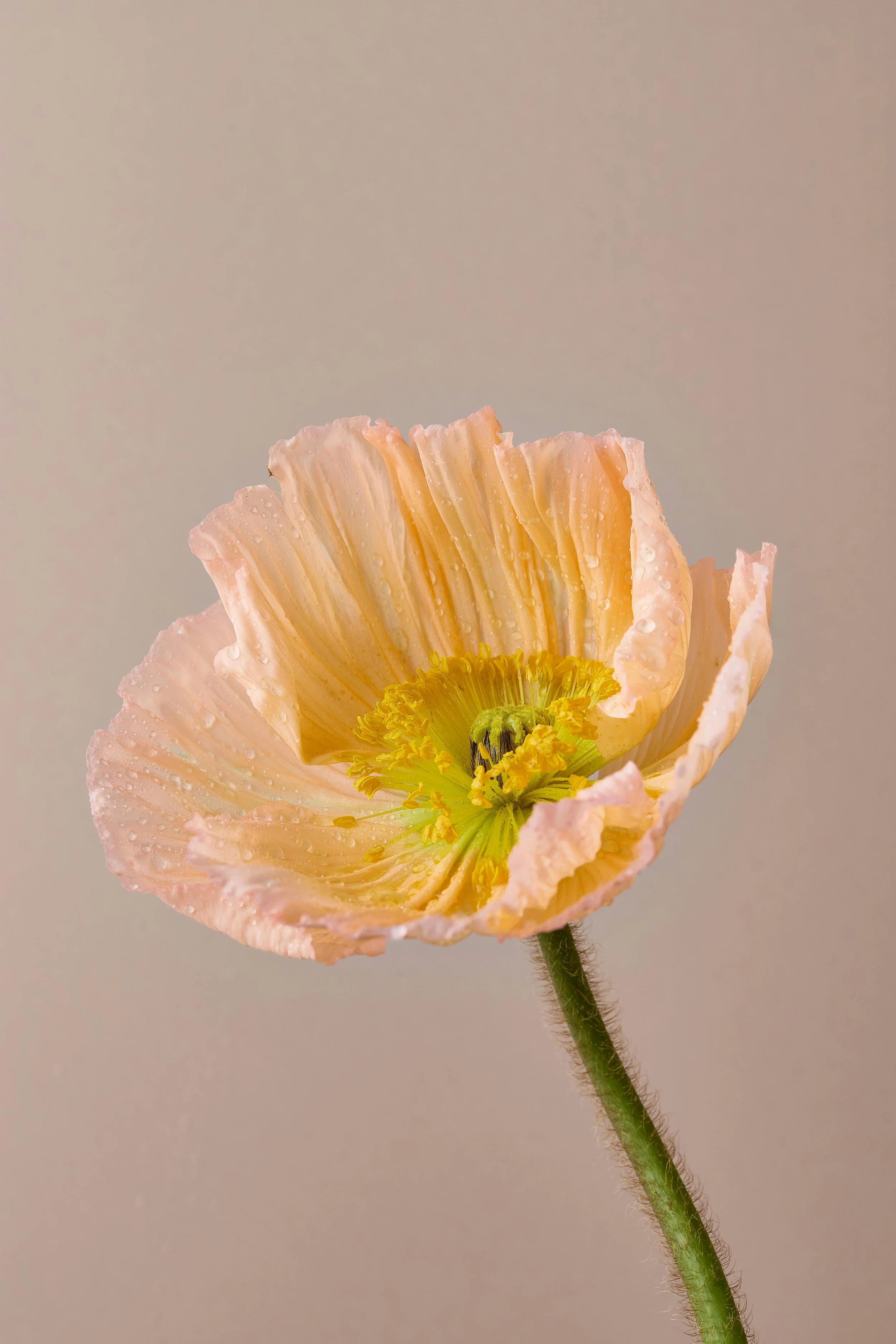 Close-up of a light pink poppy flower with water droplets on the petals, a yellow-green center, and a green stem against a plain neutral background.