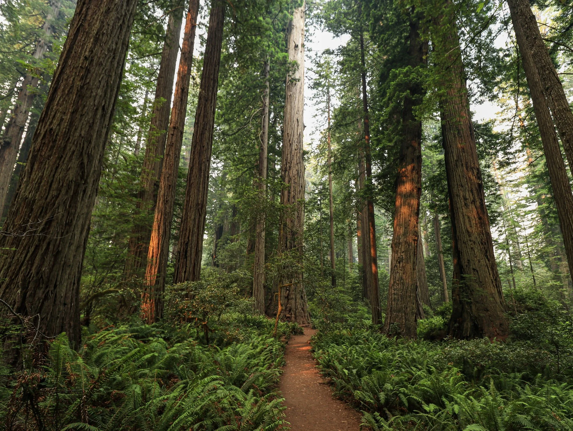 A narrow dirt trail winds through a lush green forest of tall redwood trees. The towering trees with thick trunks reach high into the sky, and sunlight filters through dense foliage, illuminating the forest floor covered with ferns and plants.