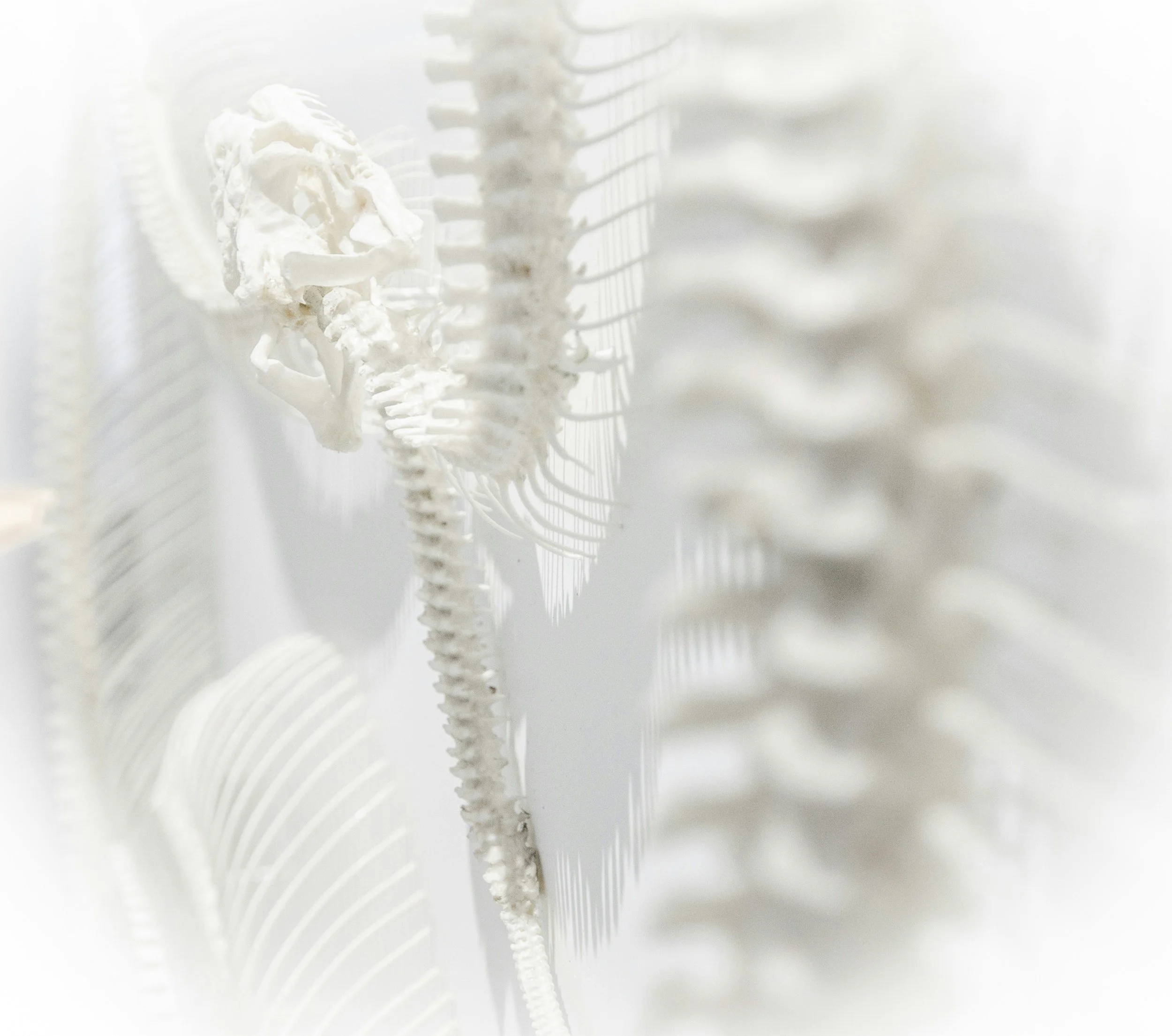 A close-up view of a human spine and rib cage focusing on the vertebrae and ribs, with a vibrant, well-lit, and detailed anatomical illustration or medical imaging.