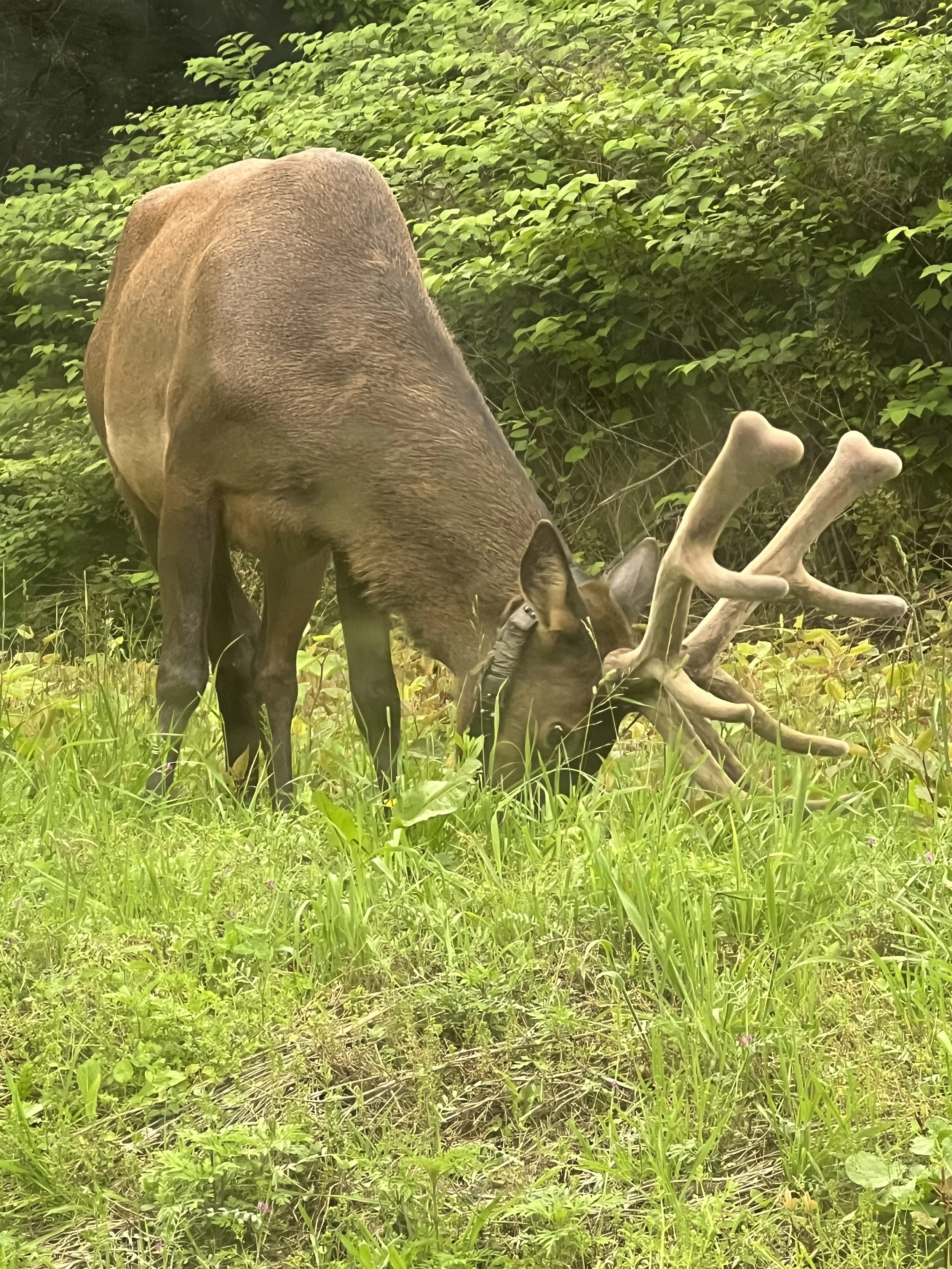 A deer with large antlers grazing on grass in a lush green forest.