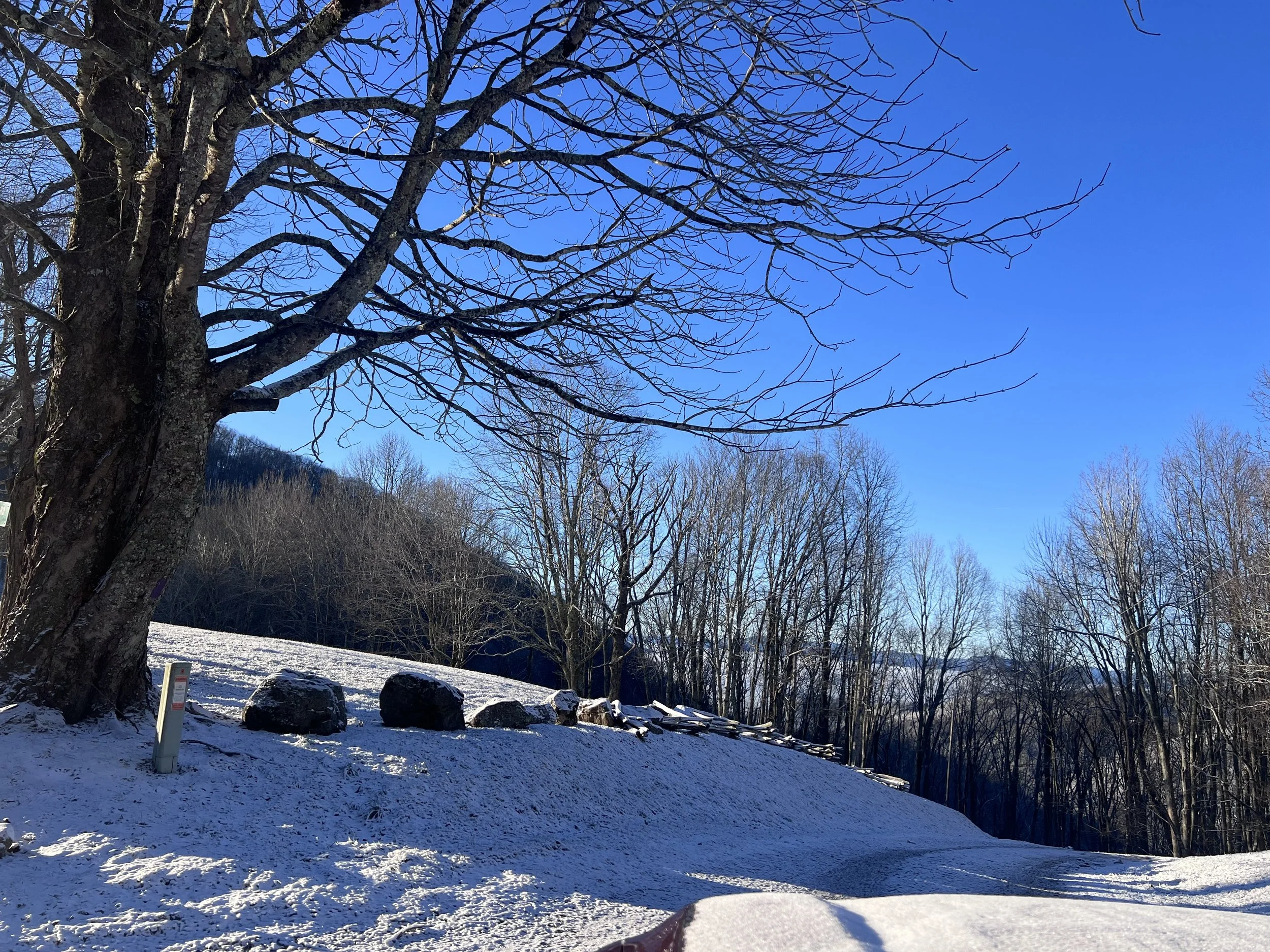 Snow-covered ground with rocks, leafless trees, and a large bare tree in the foreground against a clear blue sky.