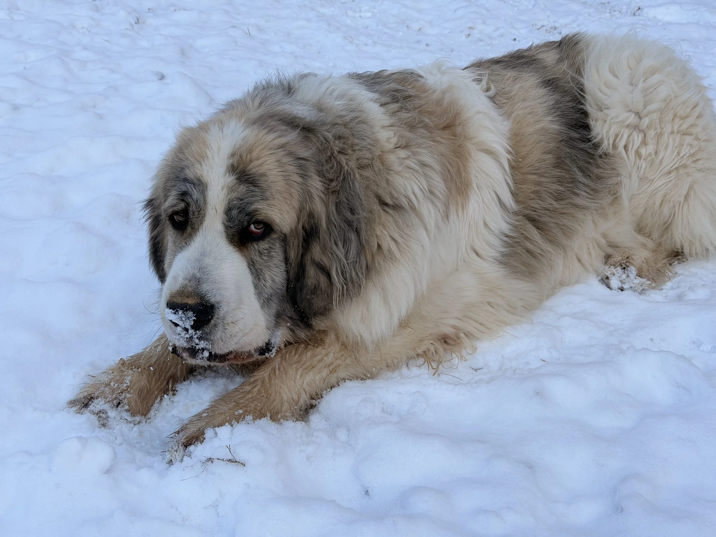 Large Saint Bernard dog lying on snow with snow on its nose.