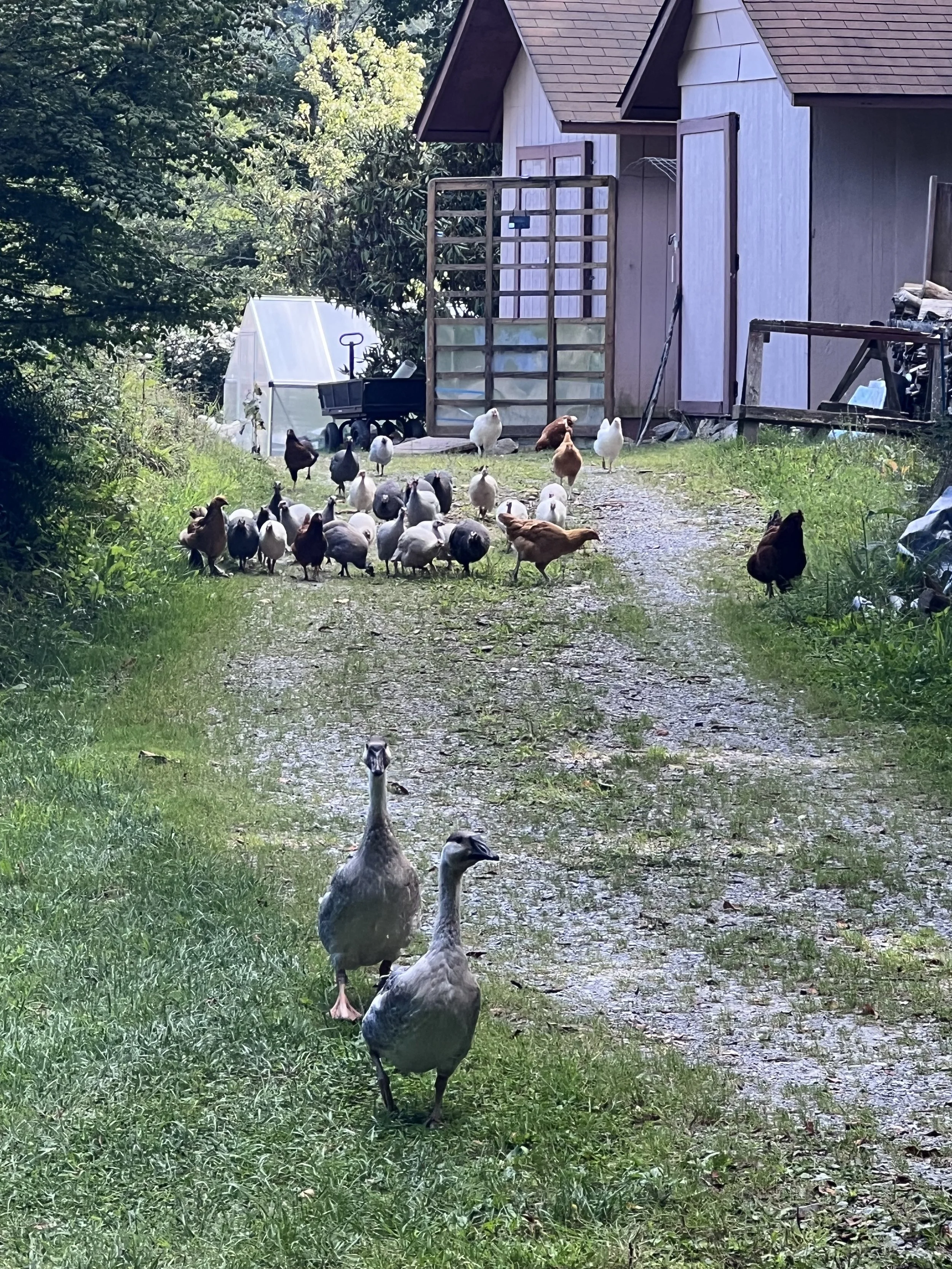 Two ducks walking on a grassy path toward a group of chickens in front of a small shed with trees and garden area in the background.