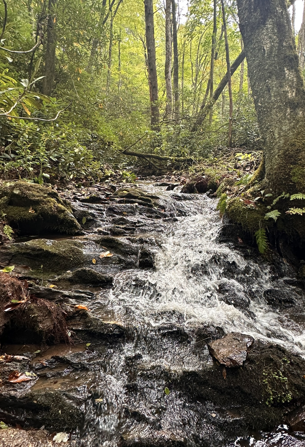 A small flowing creek in a forest with green trees and moss-covered rocks.
