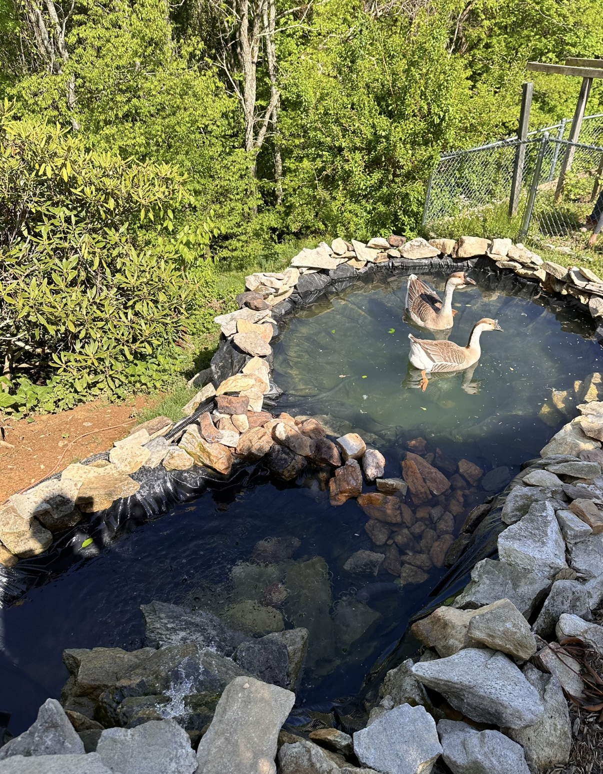 A small pond with two brown and white ducks swimming, surrounded by rocks and greenery with a chain-link fence in the background.