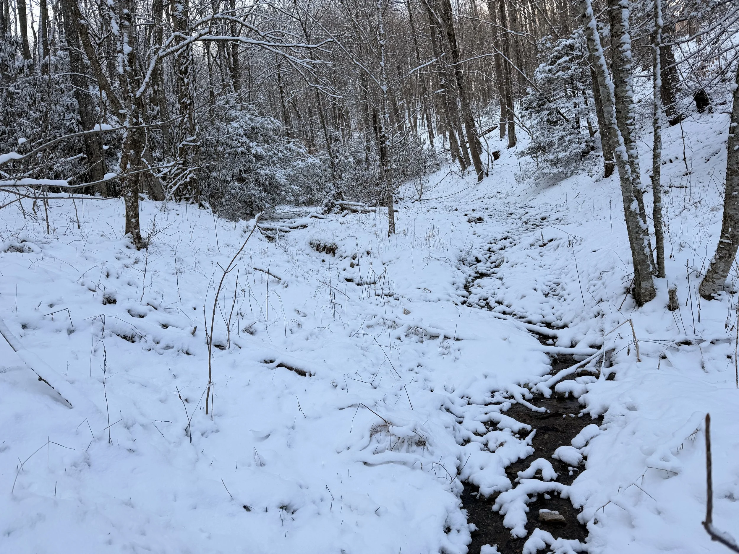 Snow-covered forest with a small, narrow creek running through, surrounded by trees with snow on their branches.