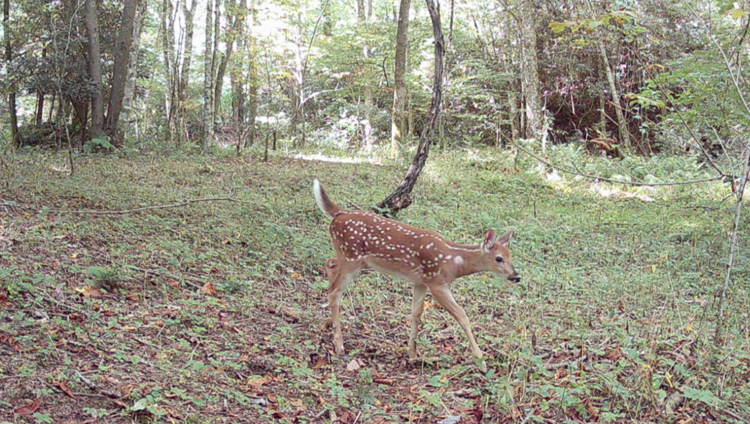 A young white-spotted fawn walking through a forested area with green foliage.