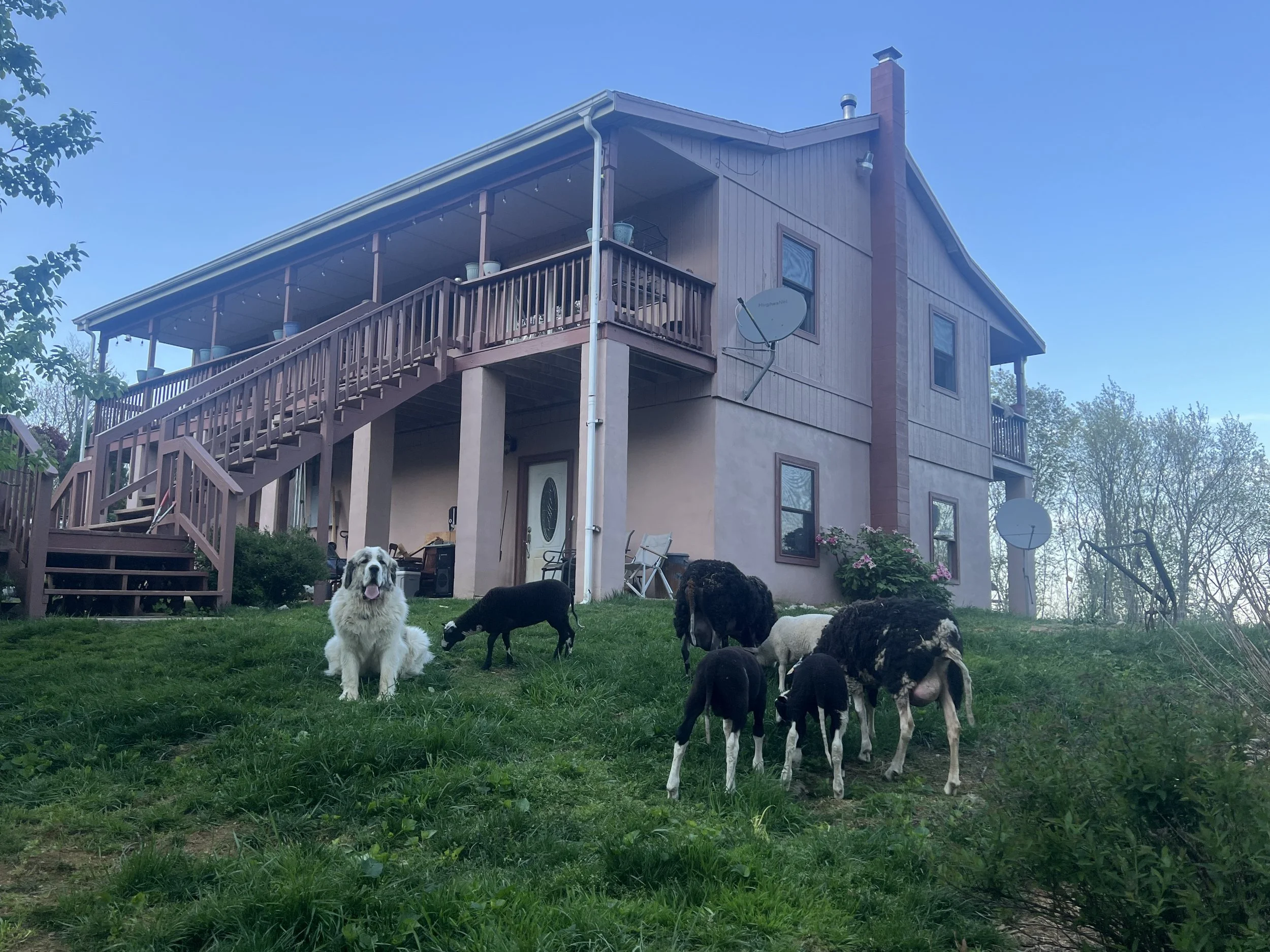 A house with a wooden upper level and concrete lower level, with a staircase leading to the upper balcony. Several goats and a dog are grazing on a grassy lawn in front of the house.