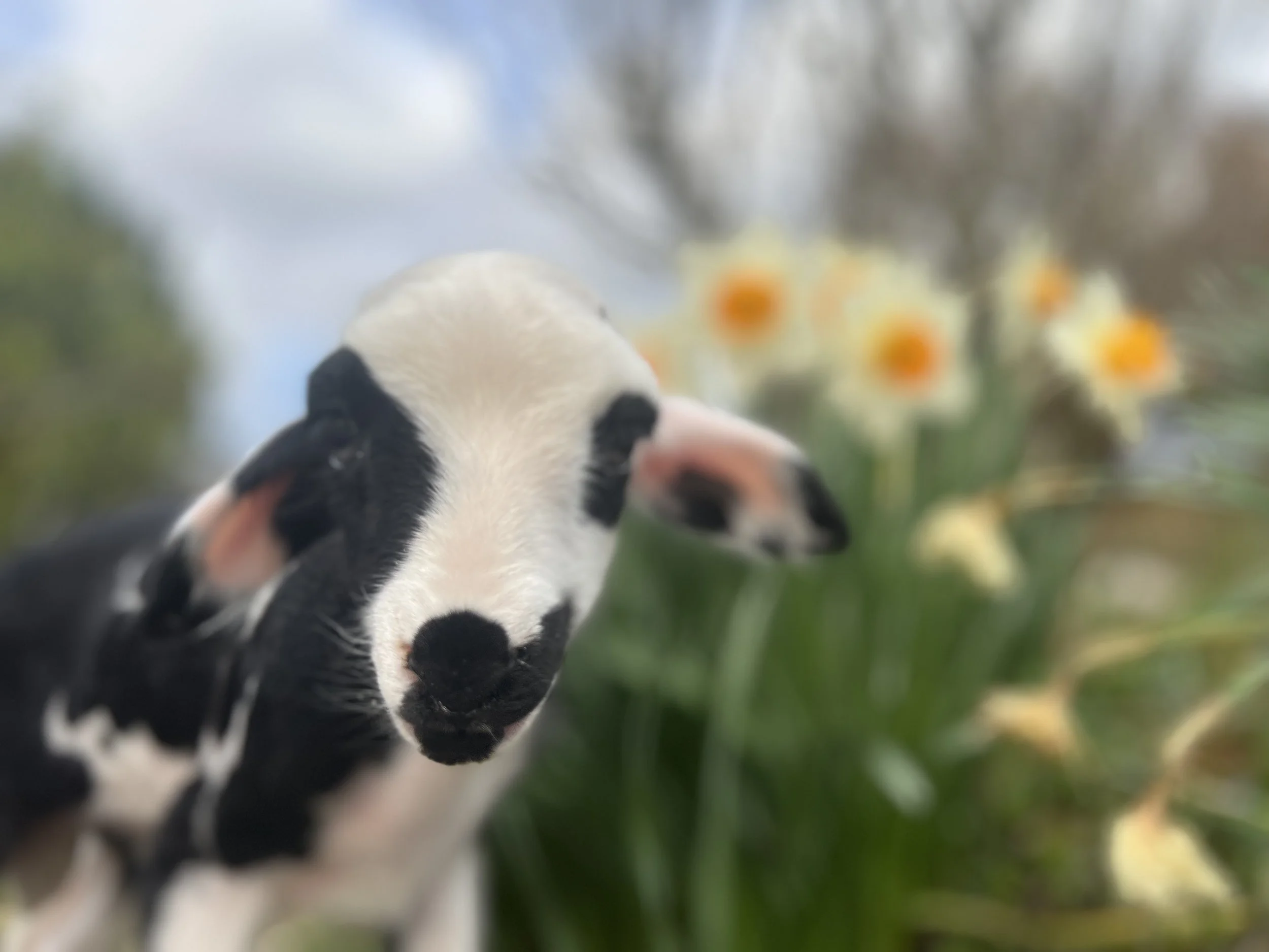 Close-up of a young Holstein calf with white and black fur, standing outdoors beside bright yellow and white daffodils with orange centers, blurred background of trees and sky.