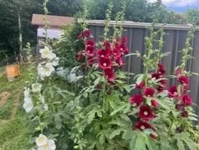 Pink and white hollyhocks in a garden with a wooden fence and trees in the background.
