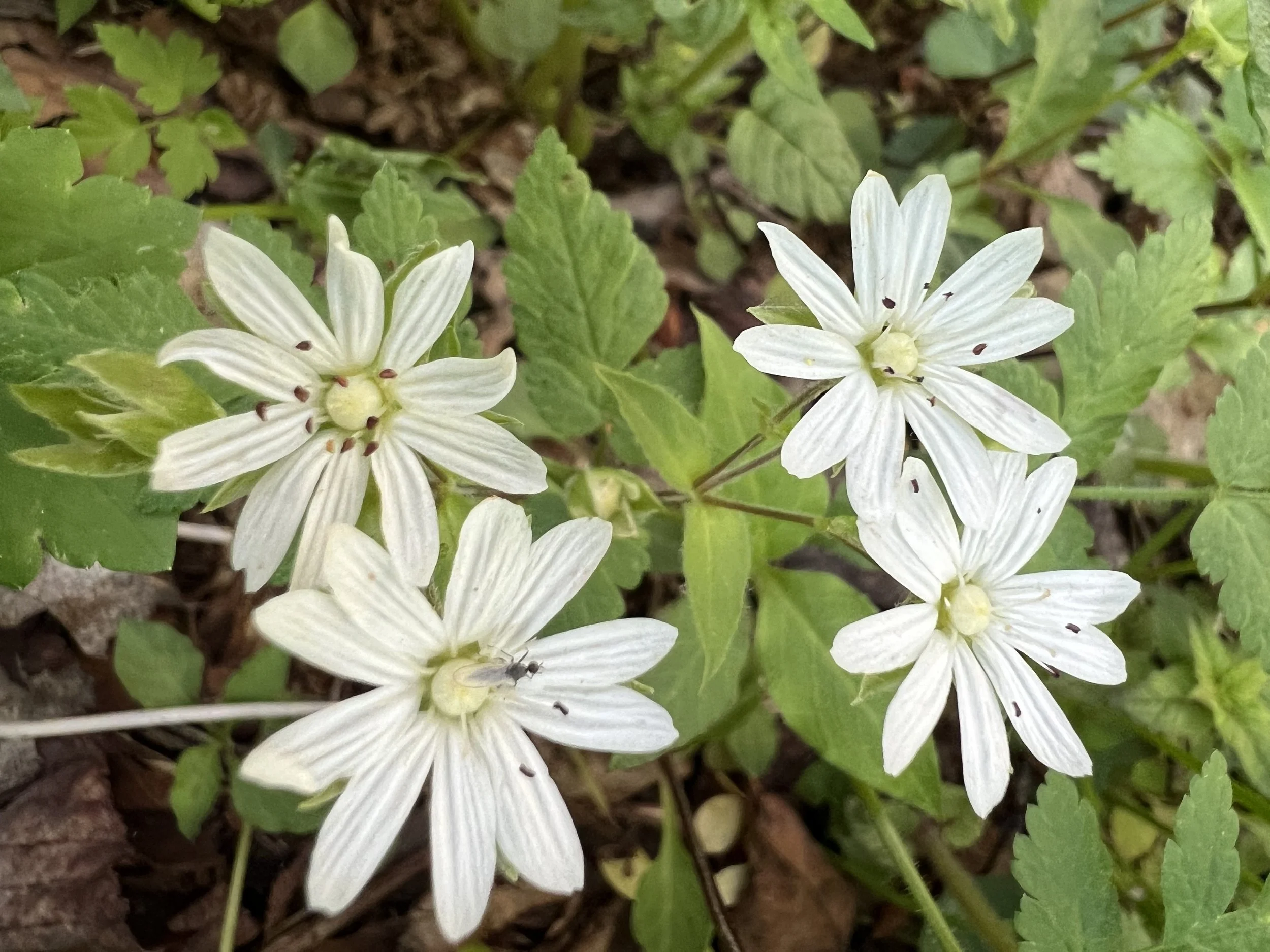 Close-up of white flowers with striped petals and green leaves on the ground.