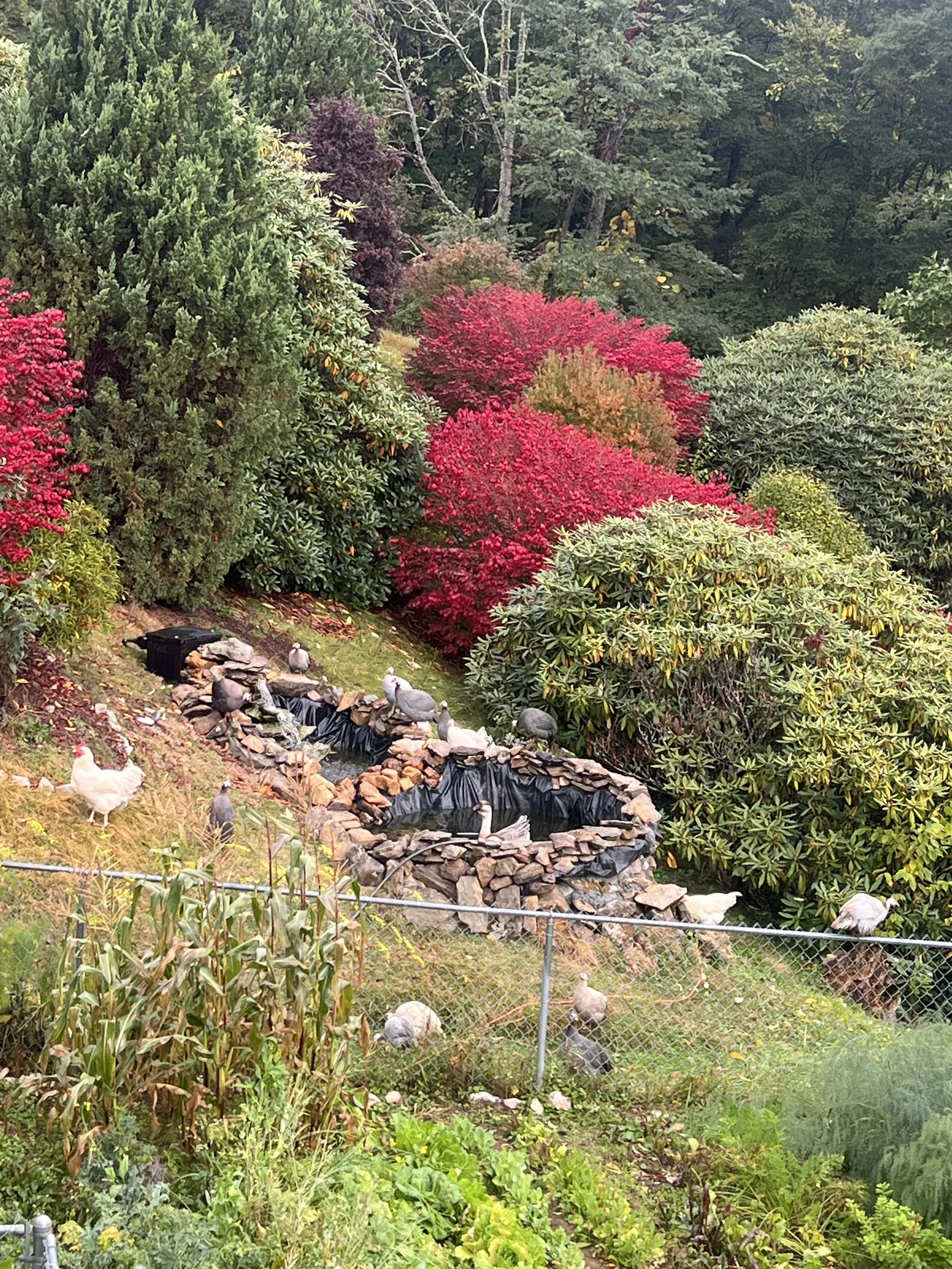 A garden with various colorful trees and shrubs, a small pond with stone border, ducks and birds around, and a chain-link fence in the foreground.