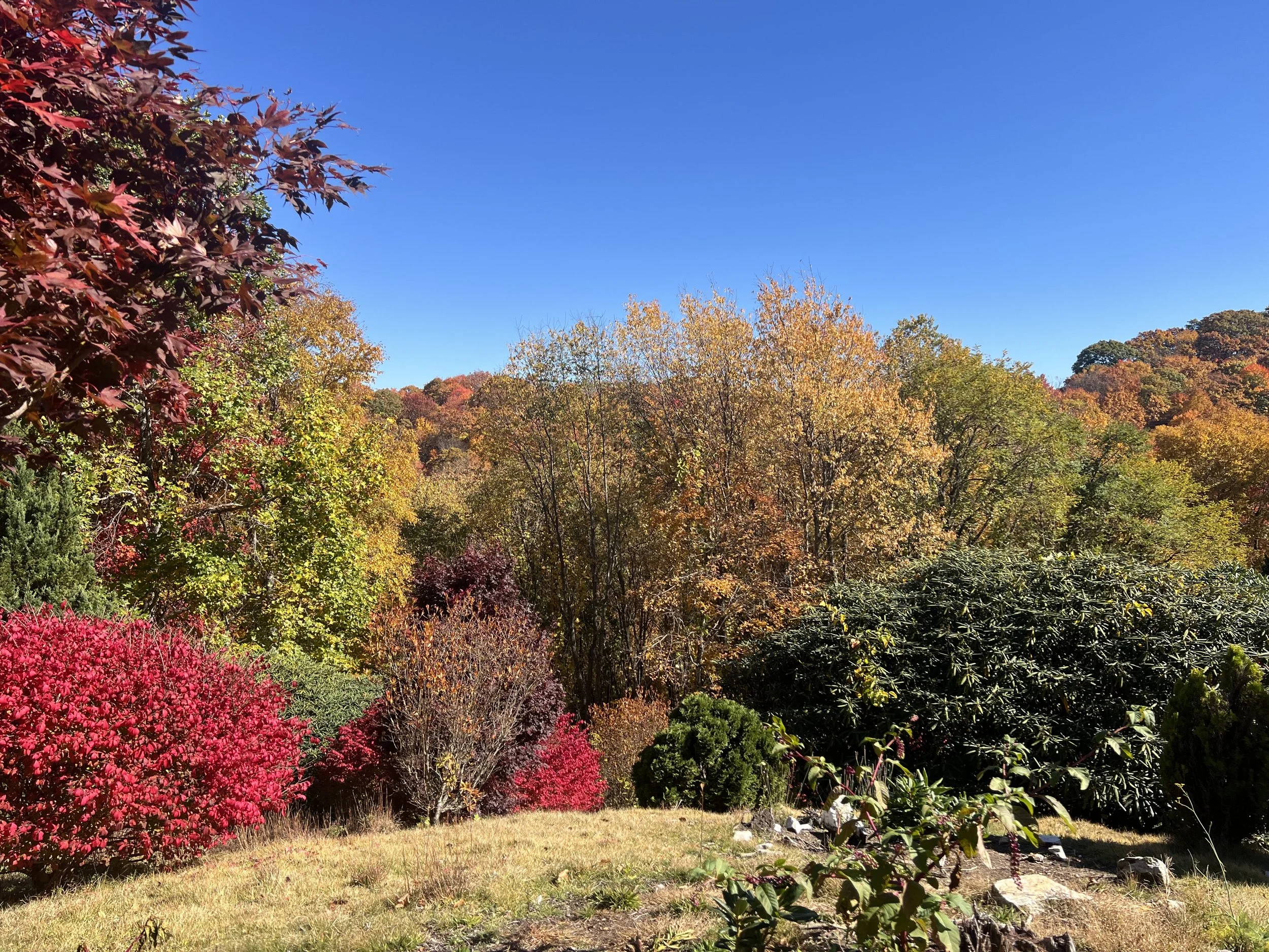 Colorful autumn trees with orange, yellow, green, and red leaves under a clear blue sky.