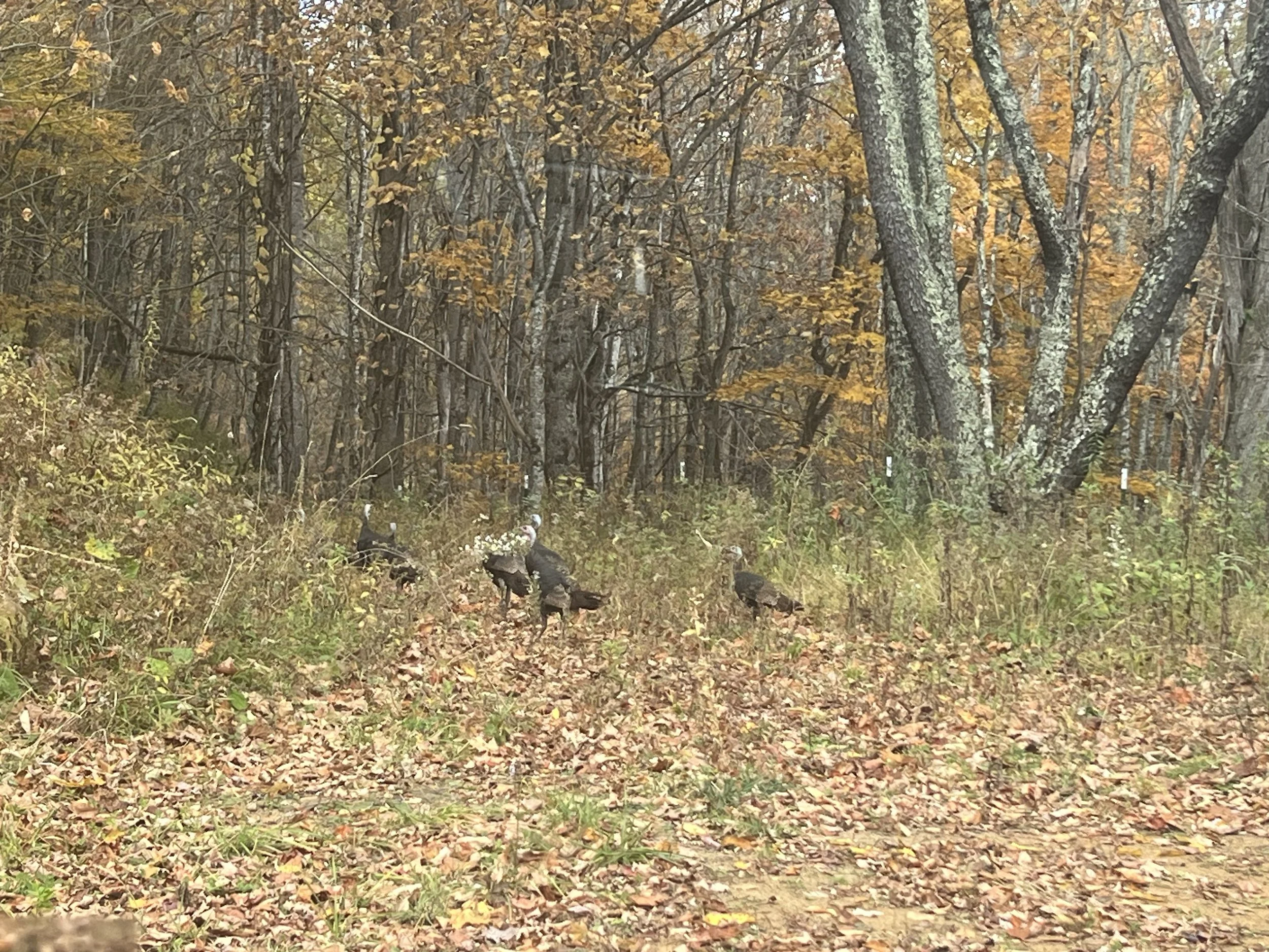 Four wild turkeys standing in forest with fall foliage, trees, and fallen leaves on ground.
