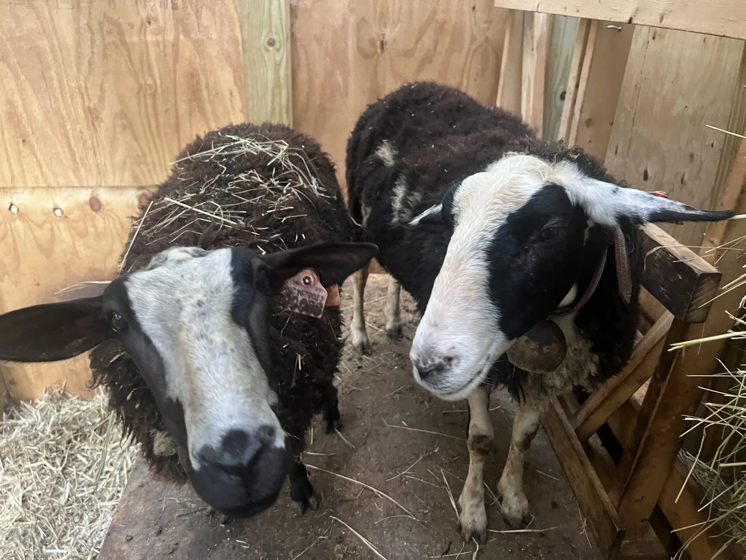 Two young sheep with black and white wool inside a wooden pen; one sheep is leaning on a wooden feed trough, the other looking directly at the camera, and hay can be seen in the corners.