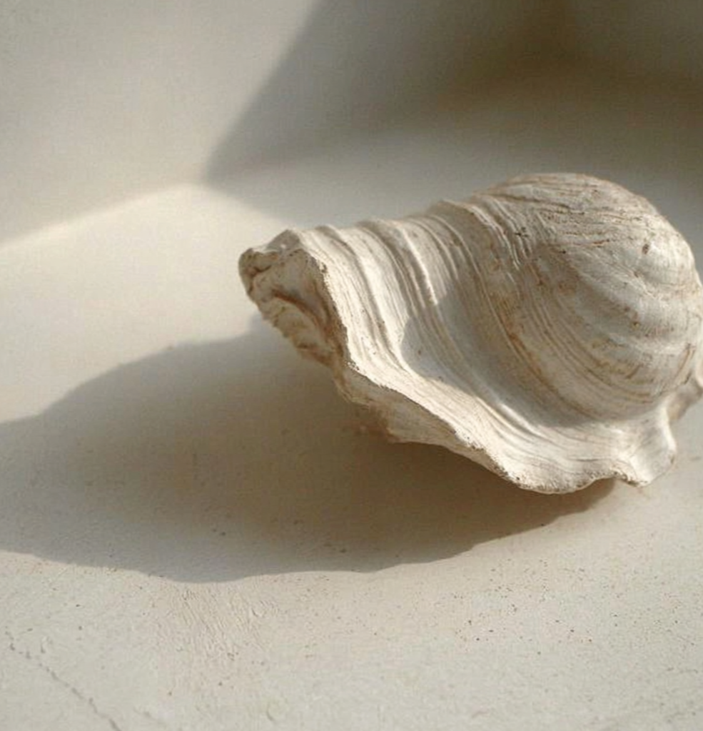 Close-up of a white seashell casting a shadow on a light surface.